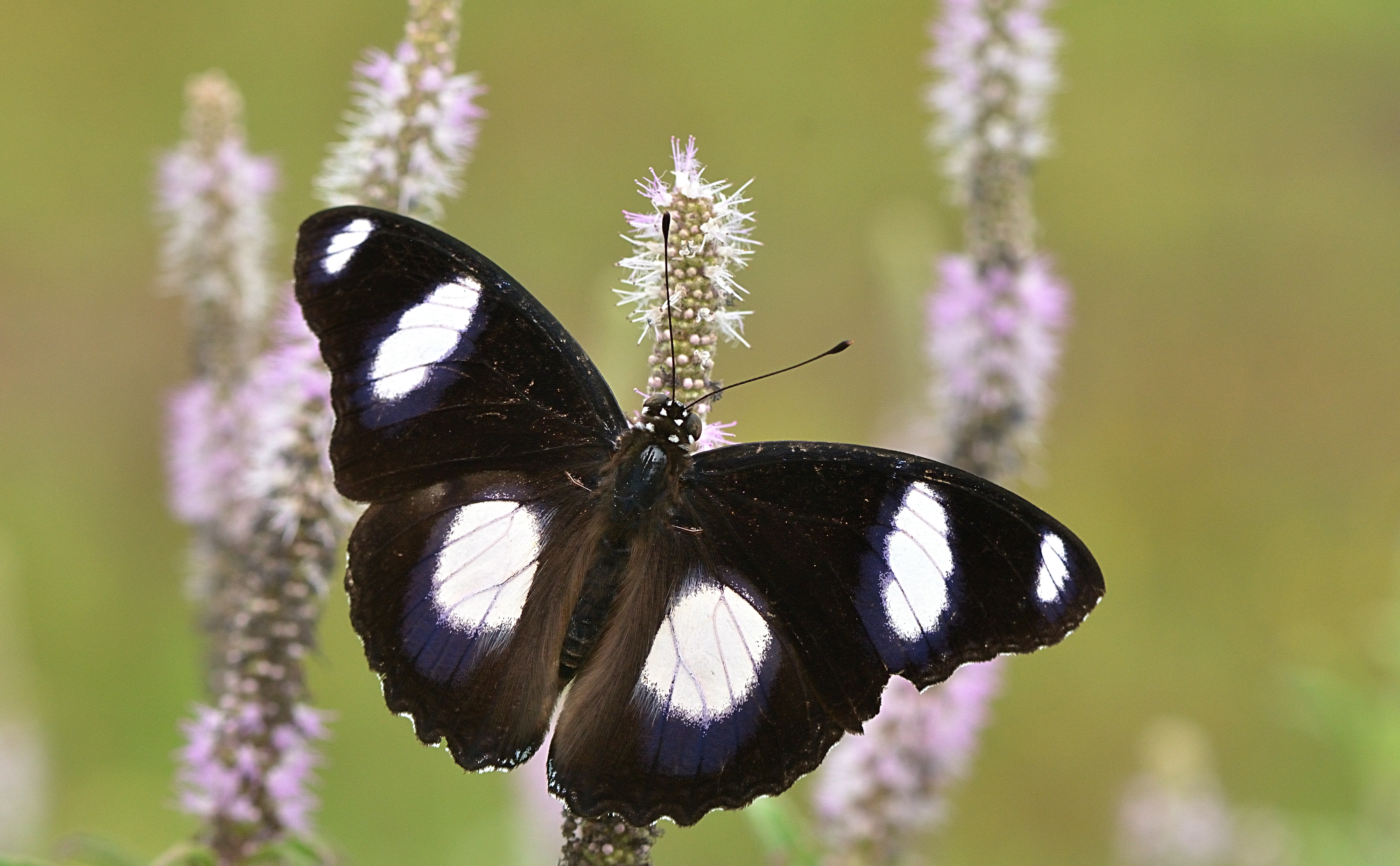 Hypolimnas misippus Madayippara