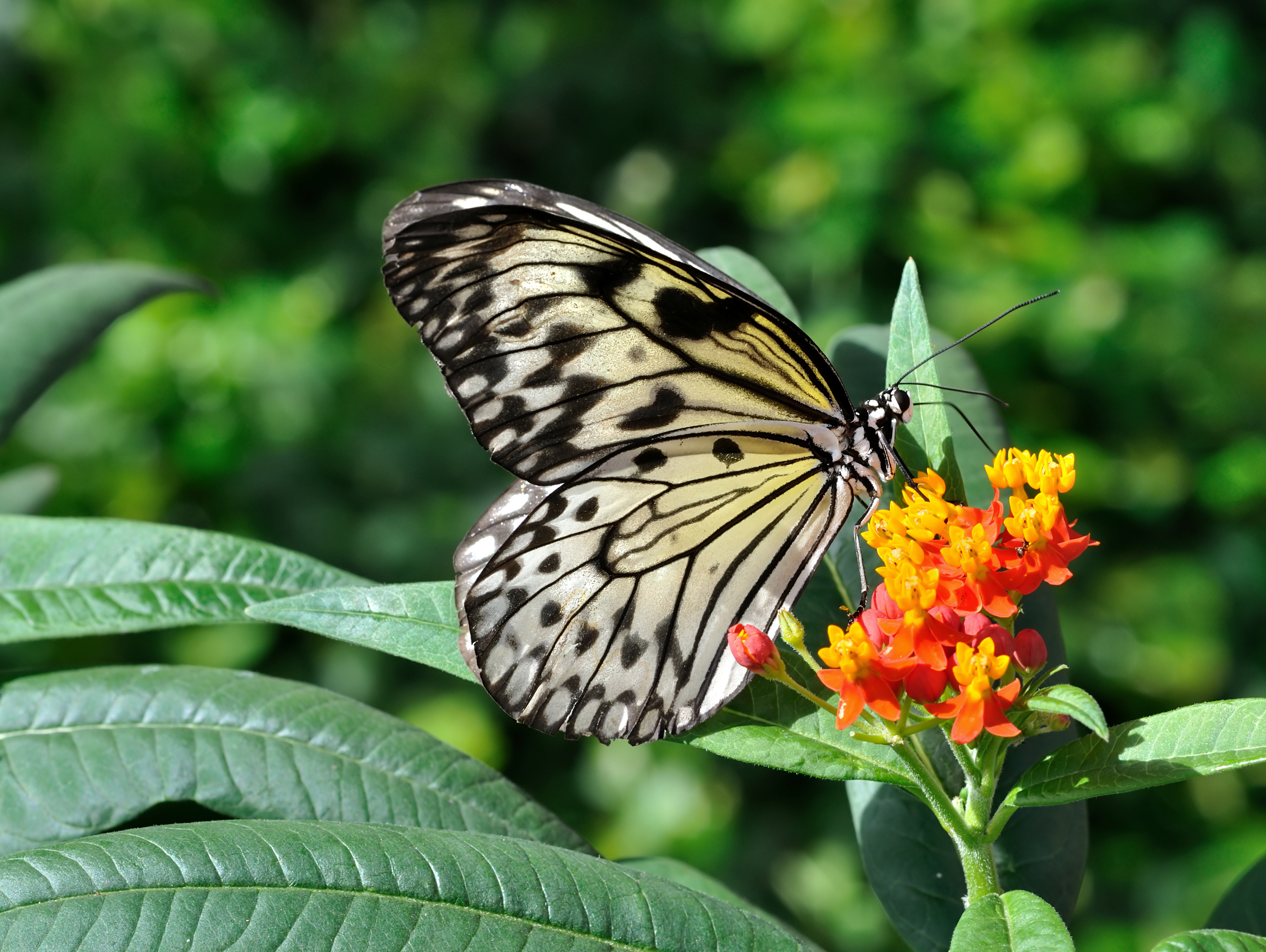 Idea leuconoe qtl1