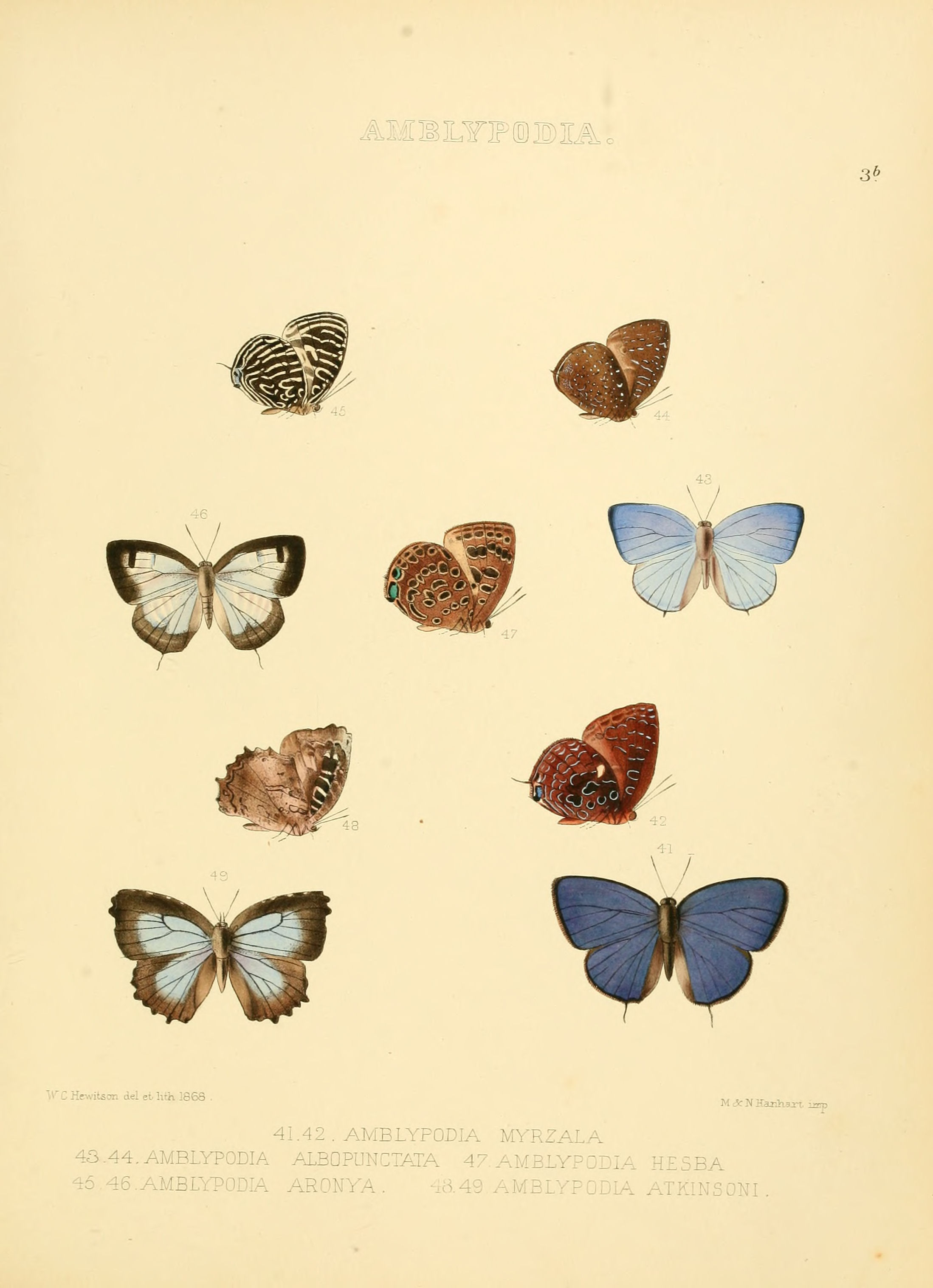 Illustrations of diurnal Lepidoptera 3b