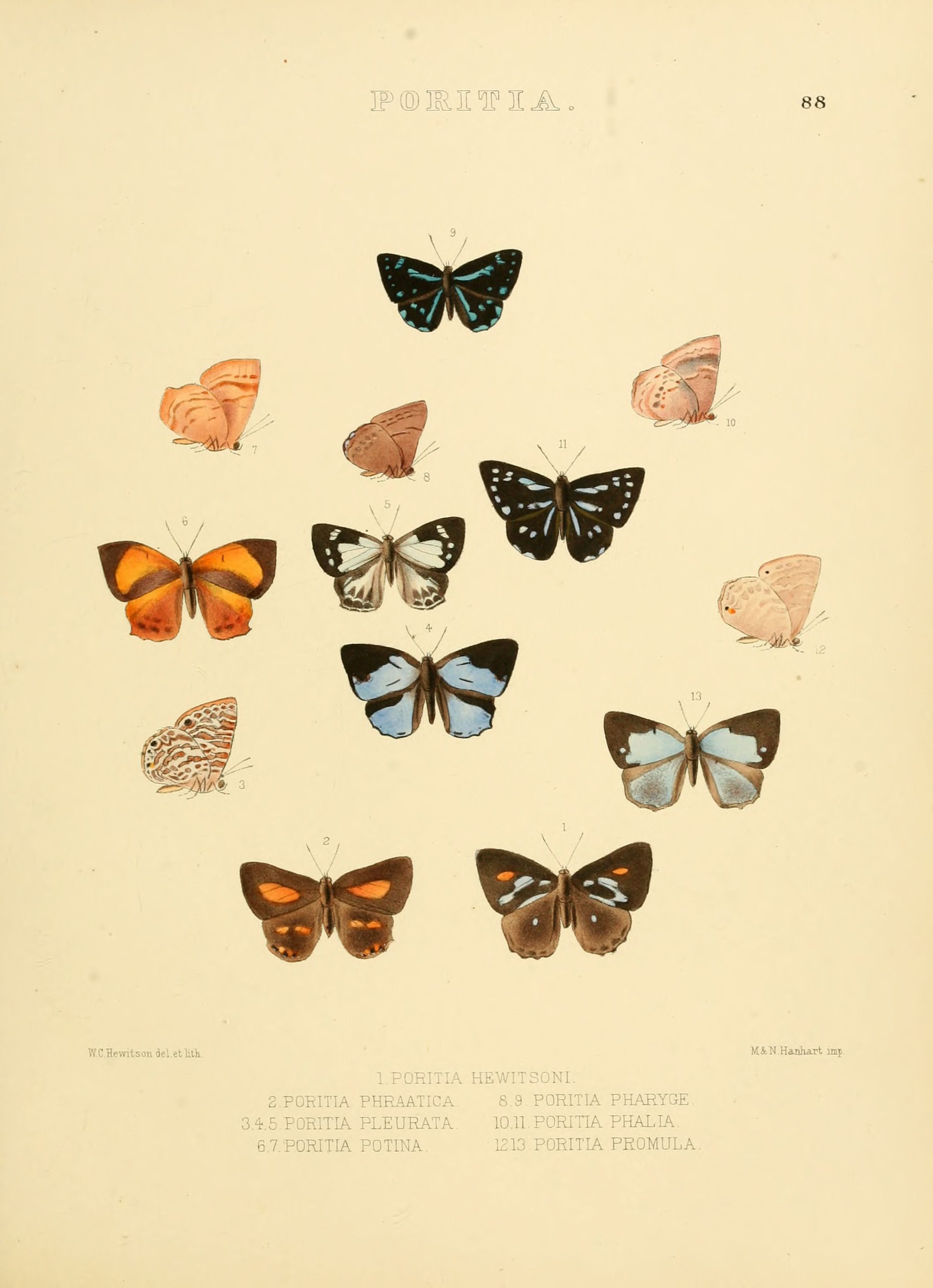 Illustrations of diurnal Lepidoptera 88