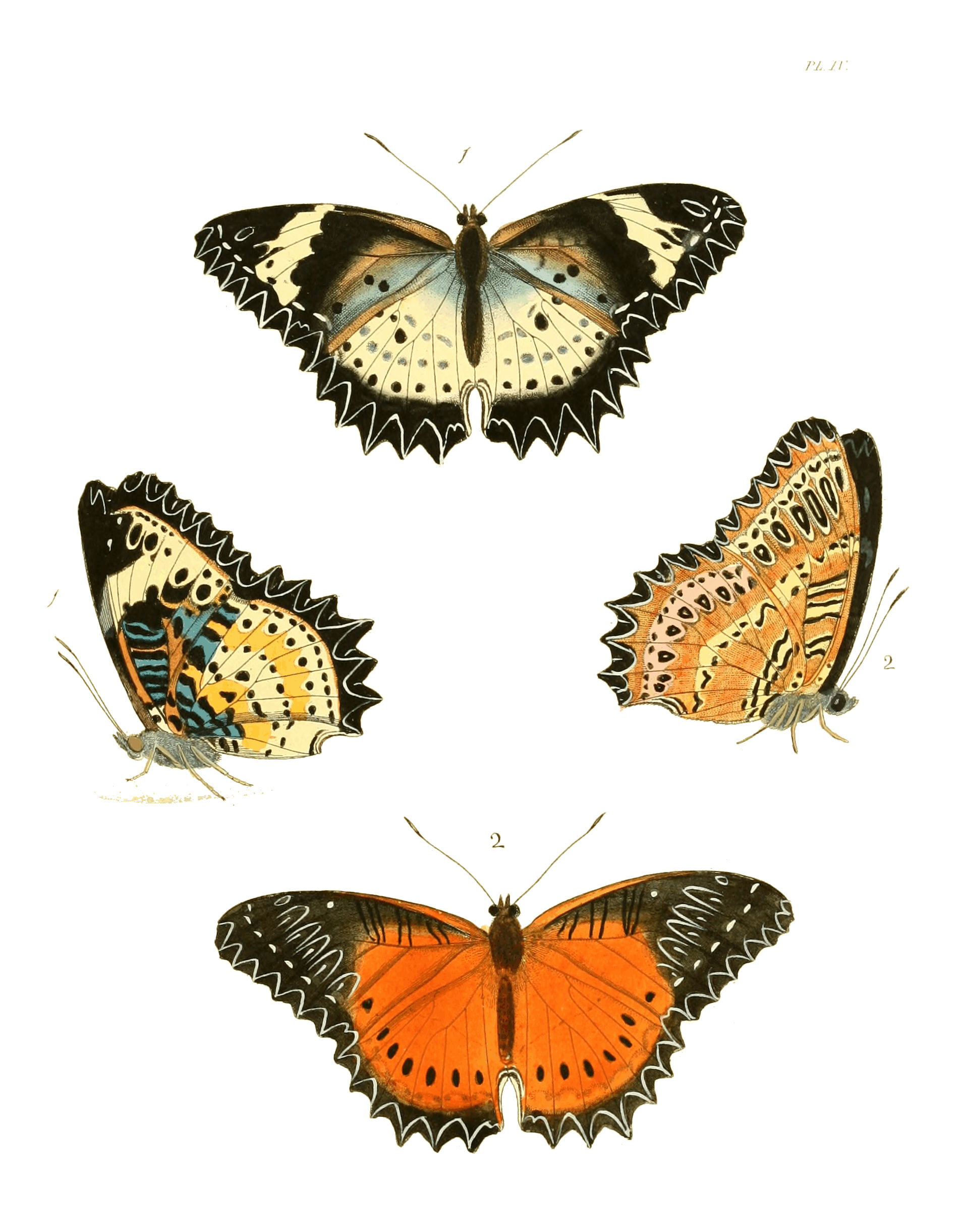 Illustrations of Exotic Entomology I 04