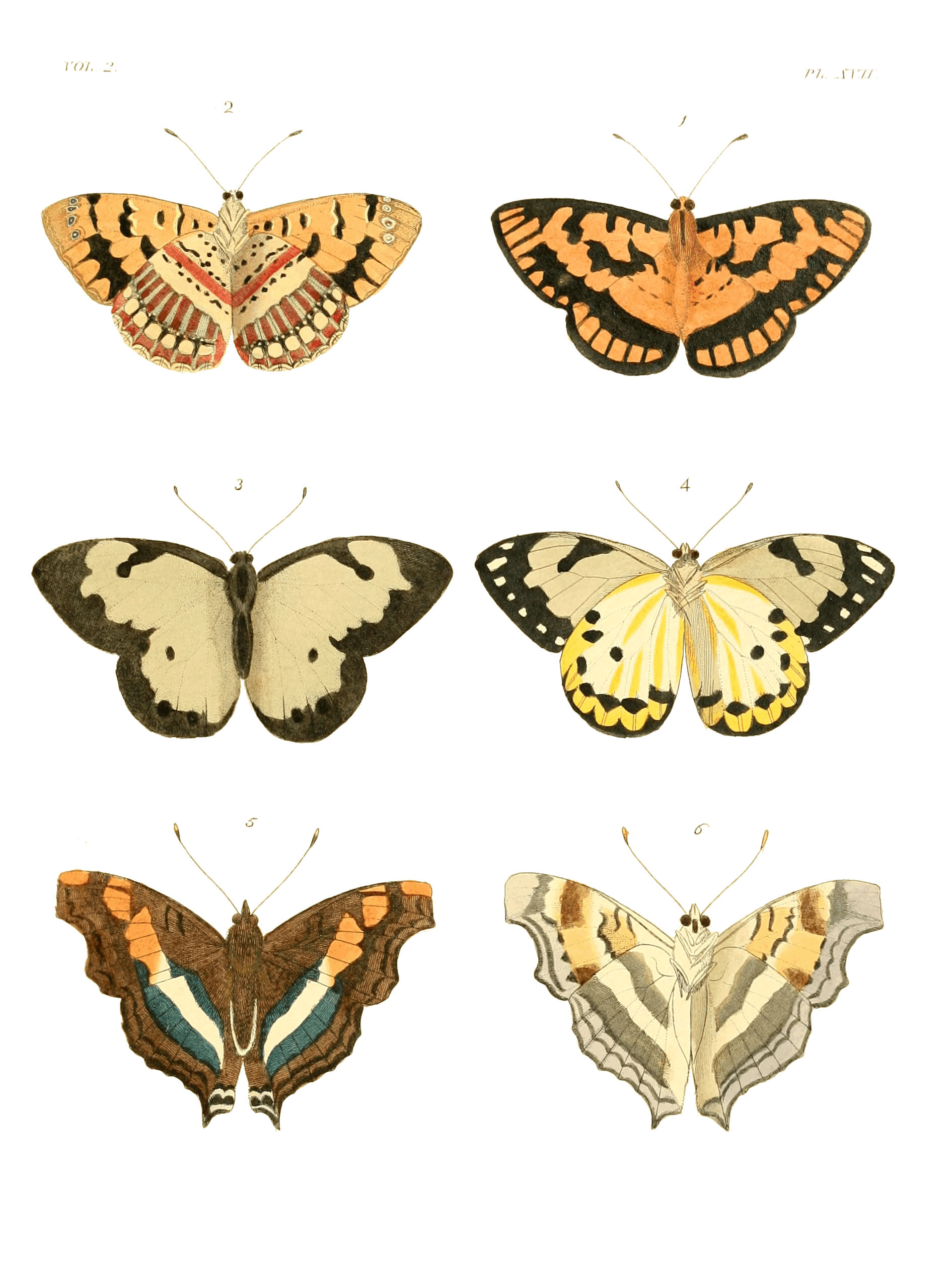 Illustrations of Exotic Entomology II 17