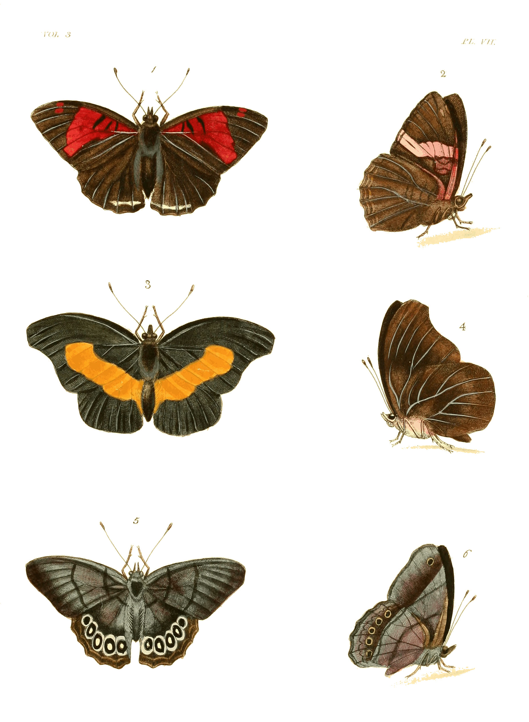 Illustrations of Exotic Entomology III 07
