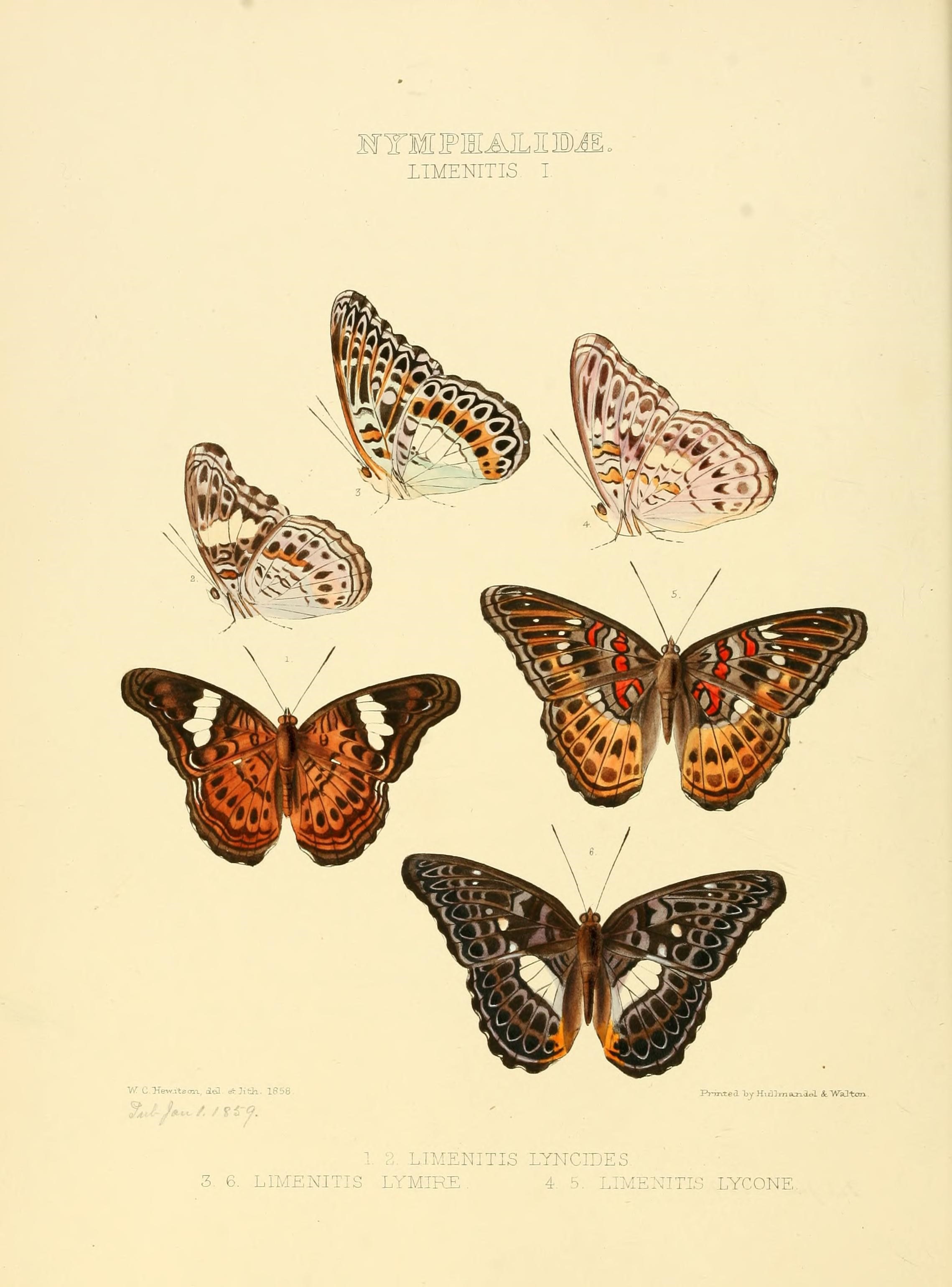 Illustrations of new species of exotic butterflies (10559289245)