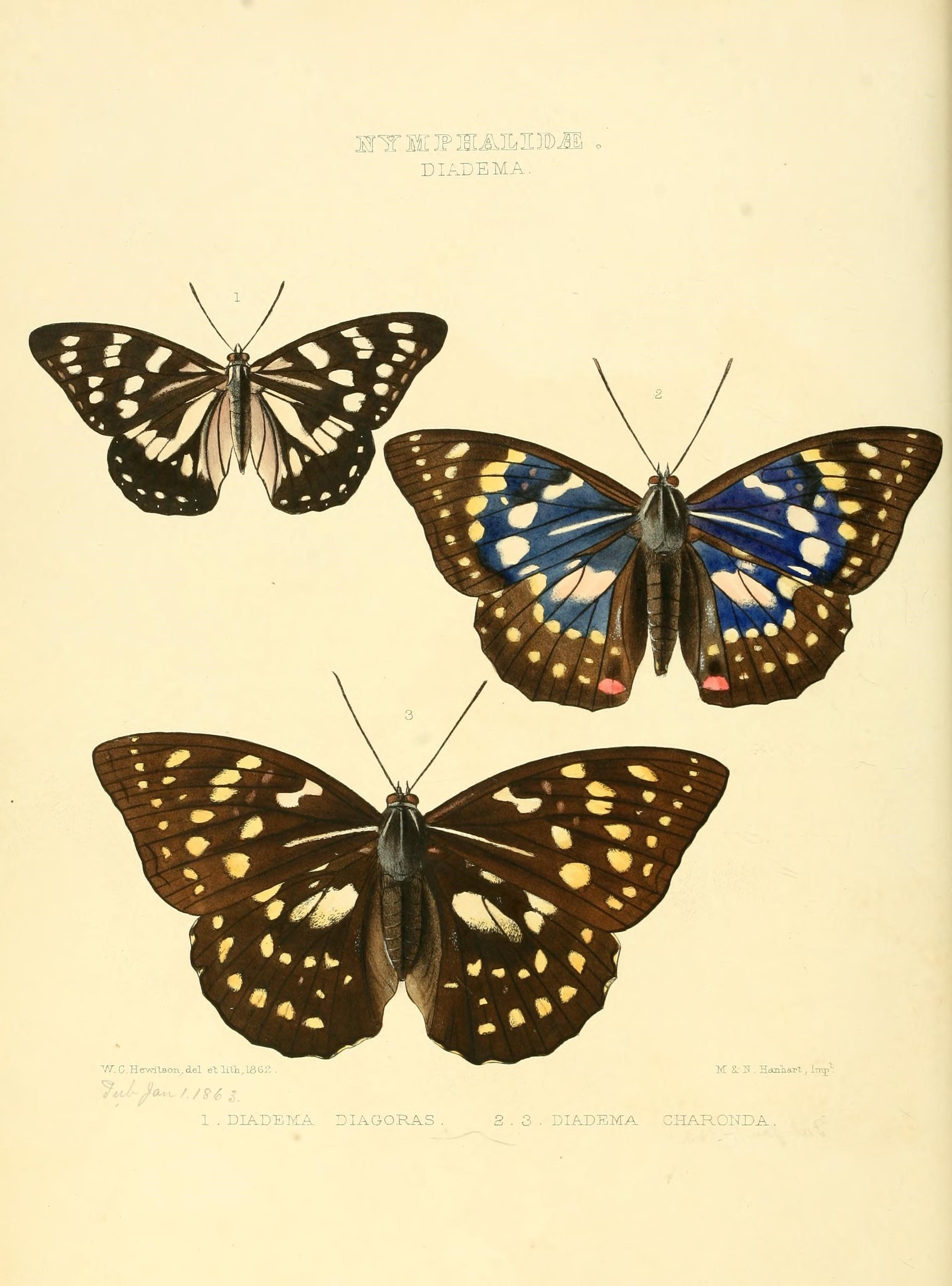 Illustrations of new species of exotic butterflies (10559302205)