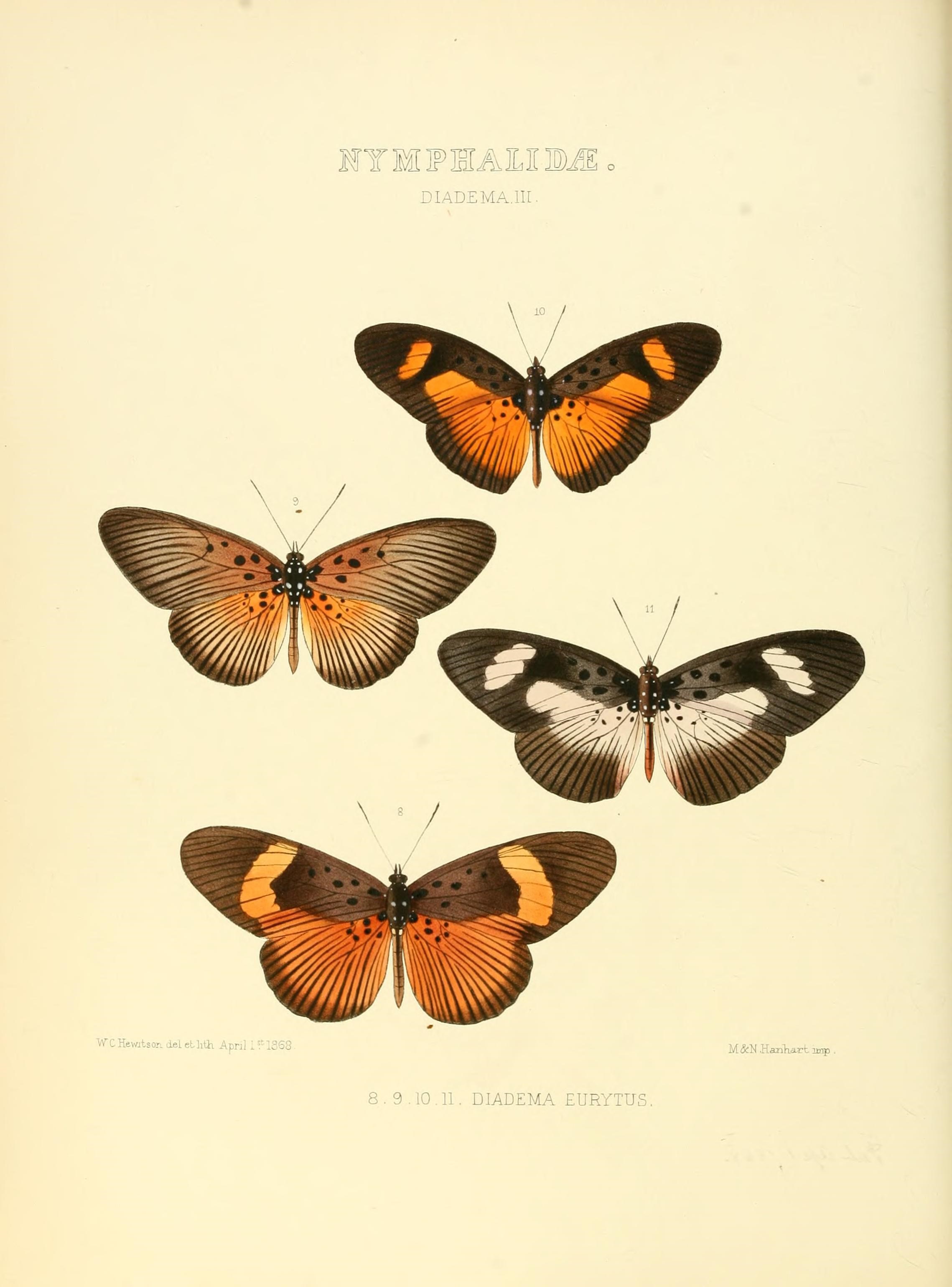 Illustrations of new species of exotic butterflies (10559330706)