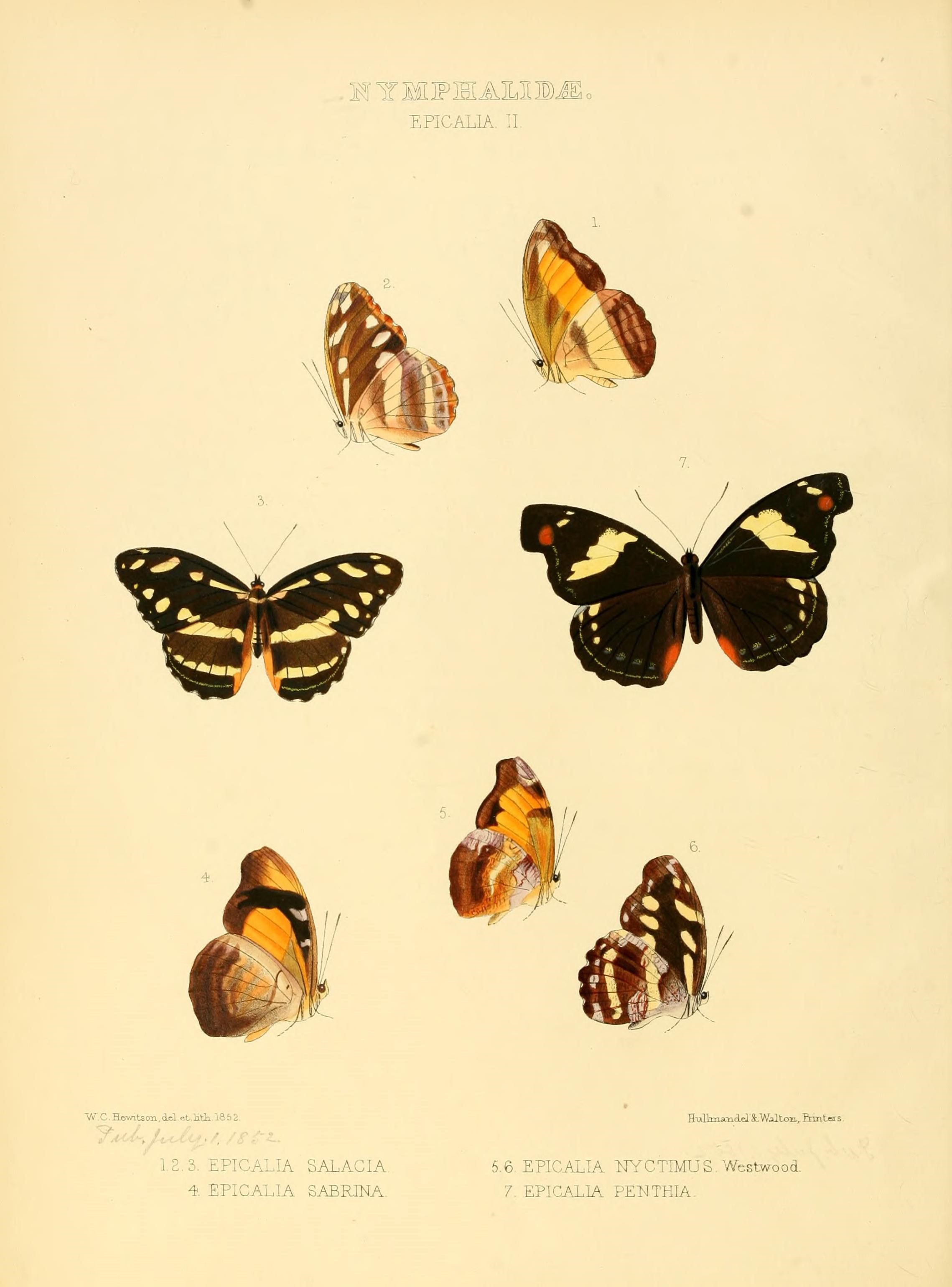 Illustrations of new species of exotic butterflies (10559339474)