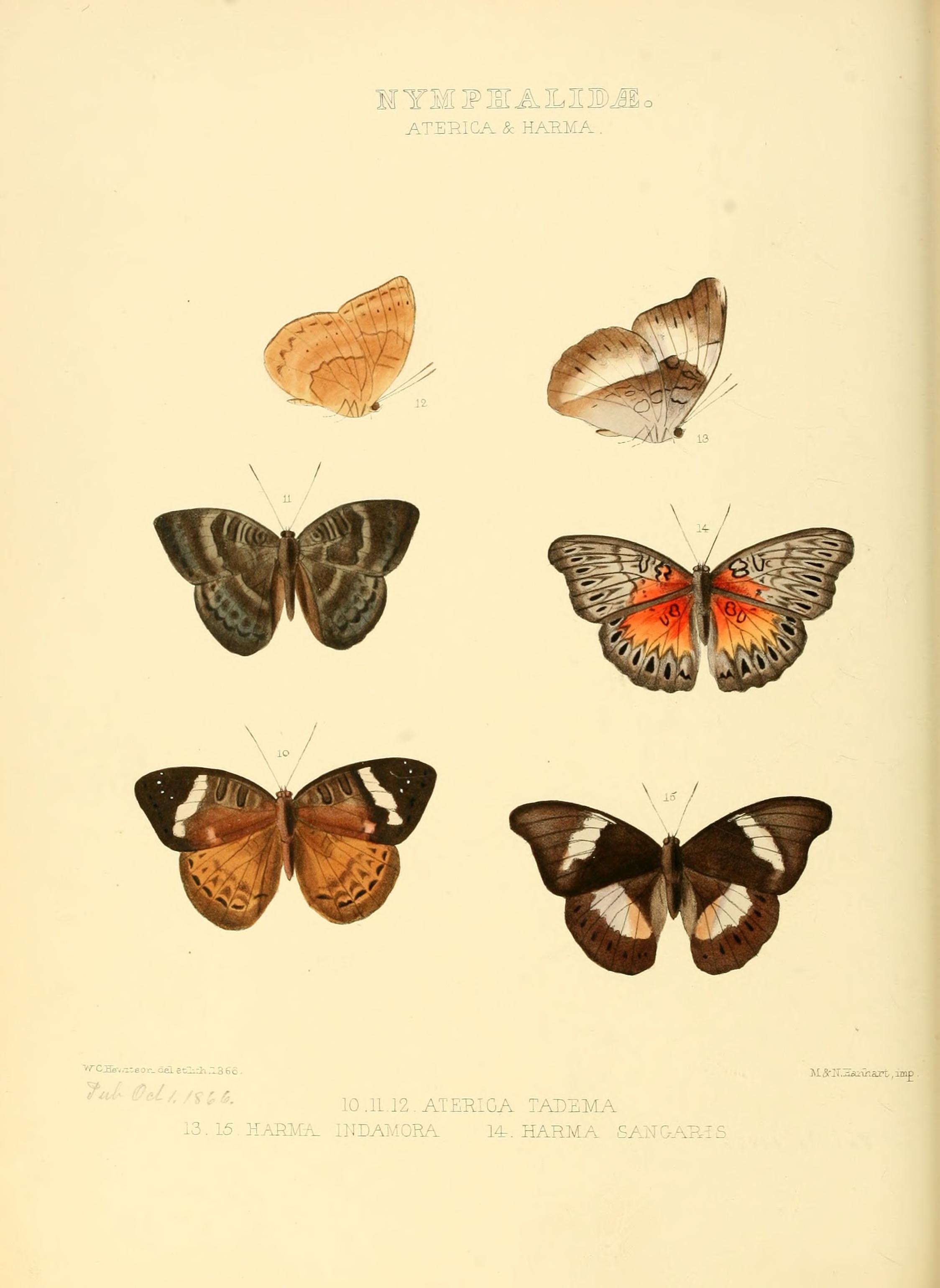 Illustrations of new species of exotic butterflies (10559359445)