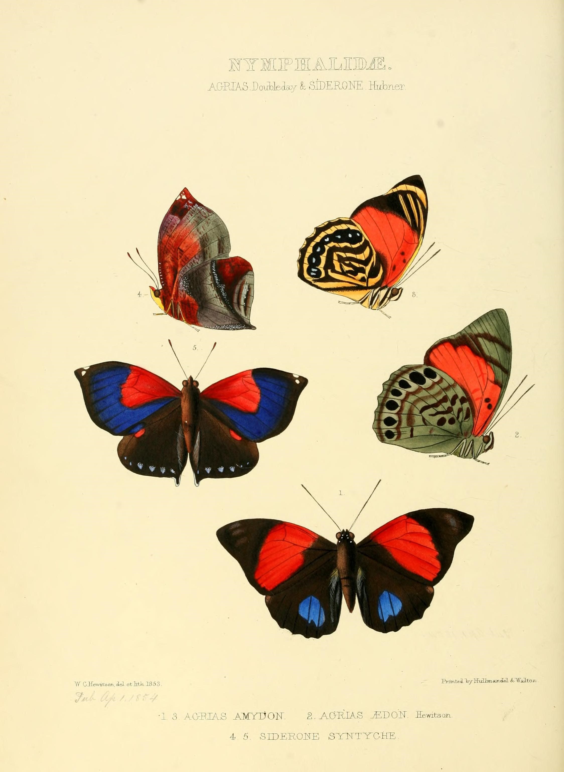 Illustrations of new species of exotic butterflies (10559419236)