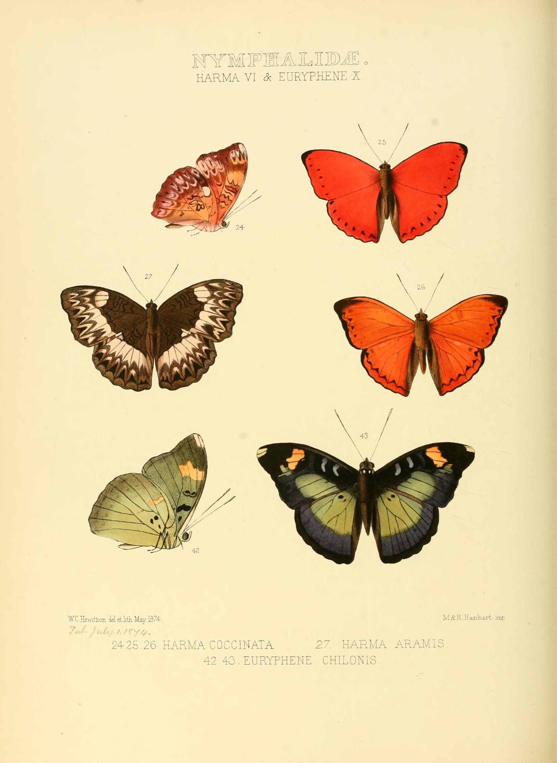 Illustrations of new species of exotic butterflies (10559437214)