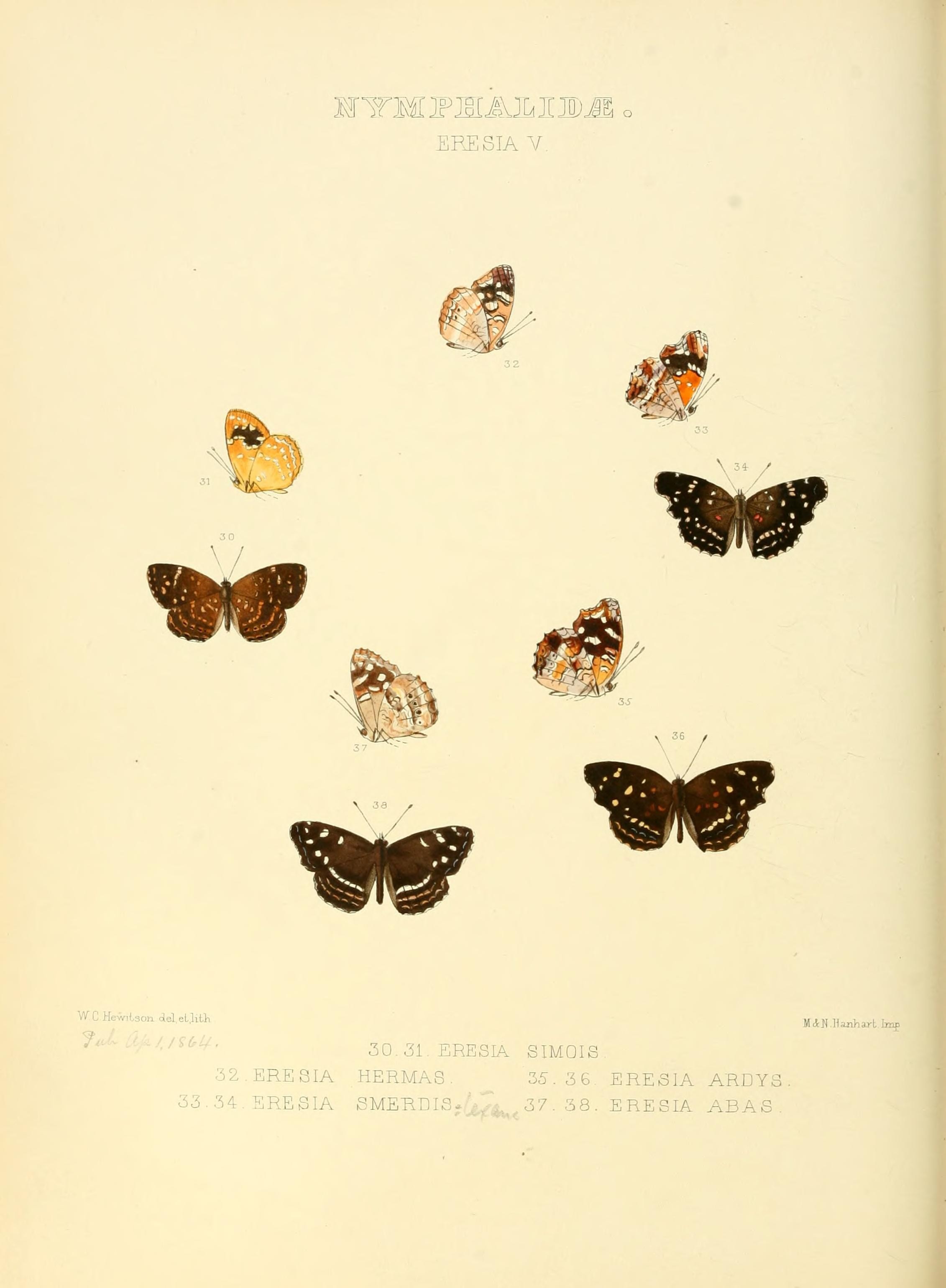 Illustrations of new species of exotic butterflies (Nymphalidae- Eresia V) (7636763638)