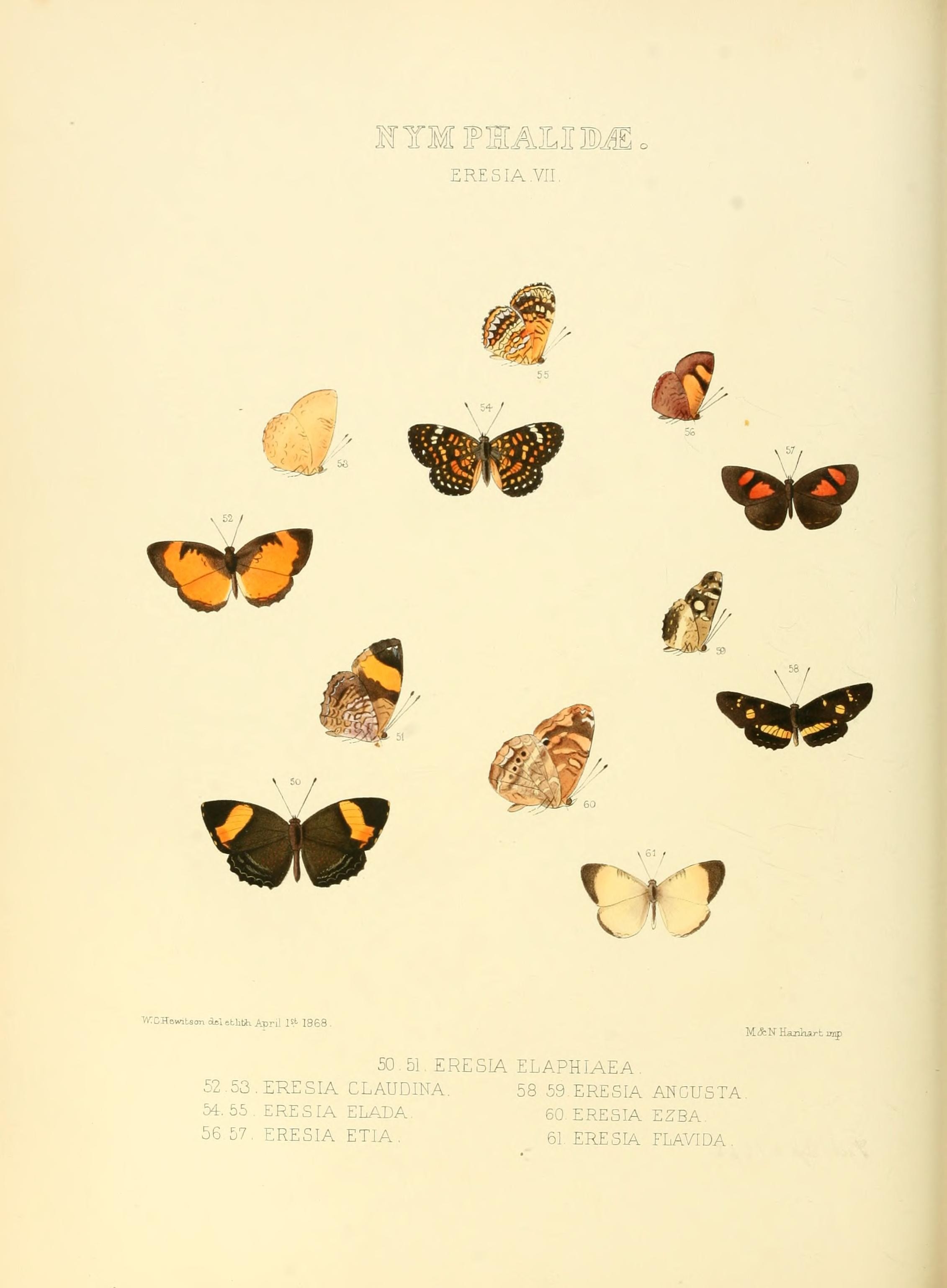 Illustrations of new species of exotic butterflies (Nymphalidae- Eresia VII) (7636765406)