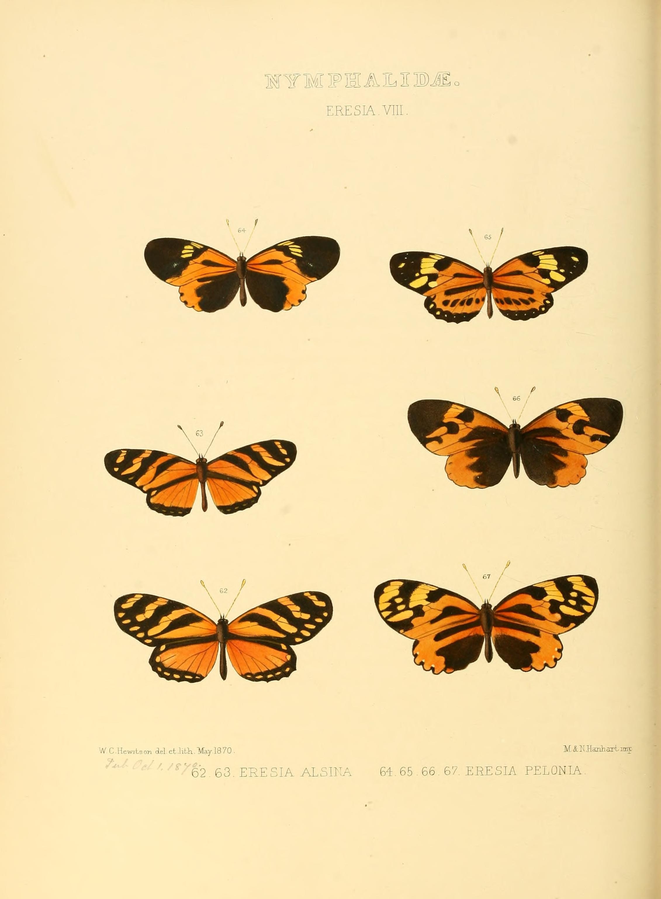 Illustrations of new species of exotic butterflies (Nymphalidae- Eresia VIII) (7636766252)