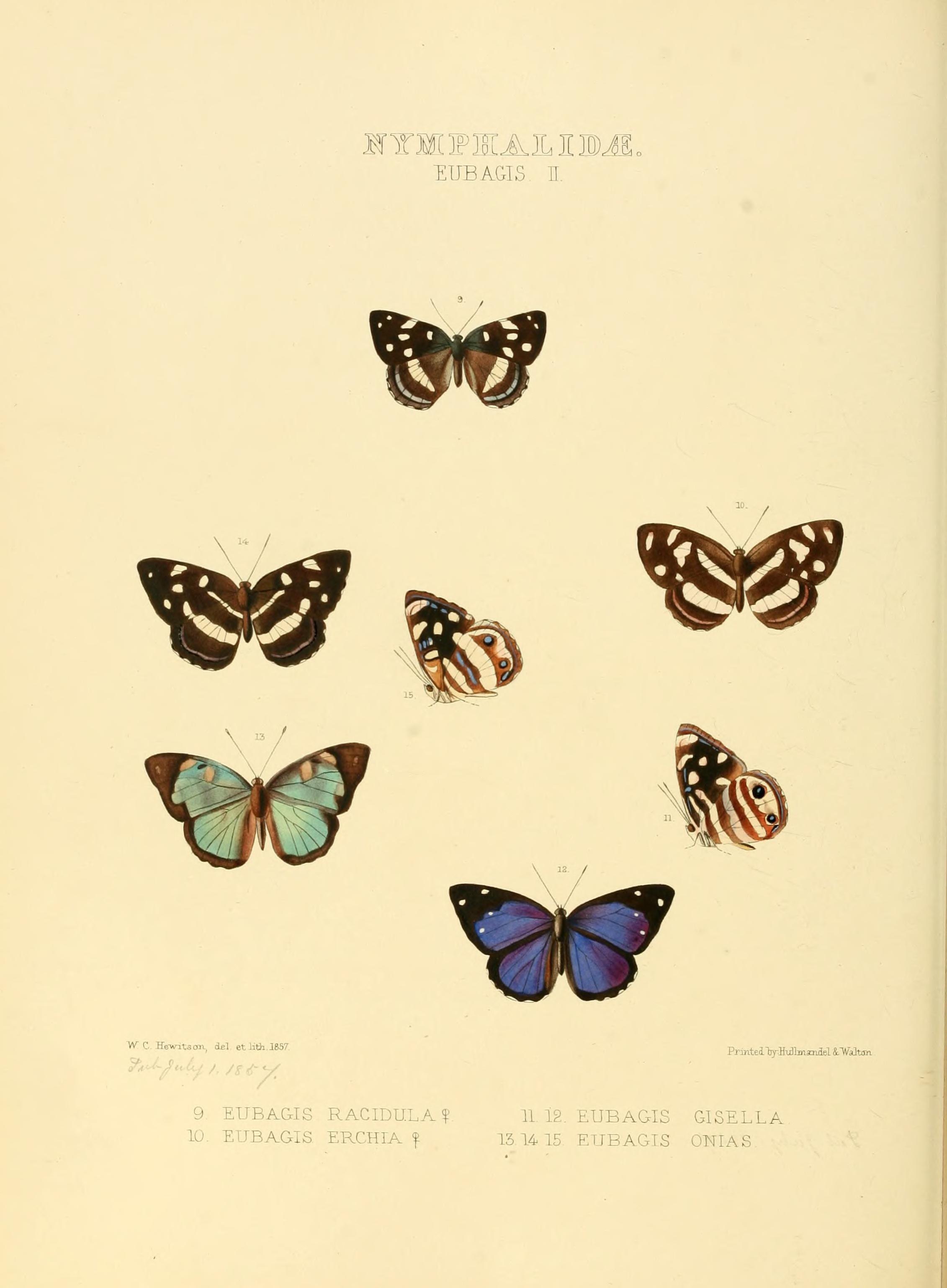 Illustrations of new species of exotic butterflies (Nymphalidae- Eubagis II) (7636776148)