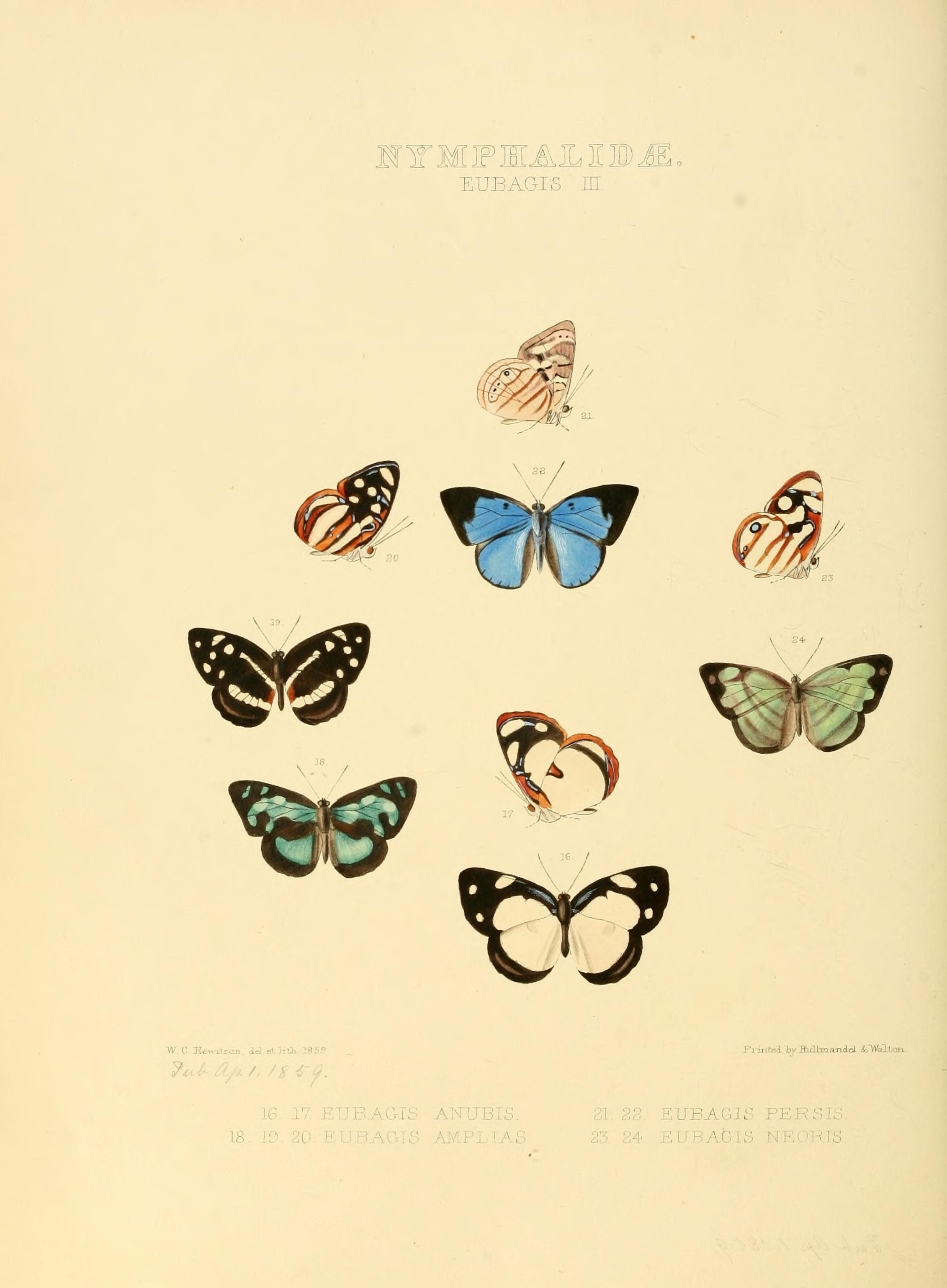 Illustrations of new species of exotic butterflies (Nymphalidae- Eubagis III) (7636776996)