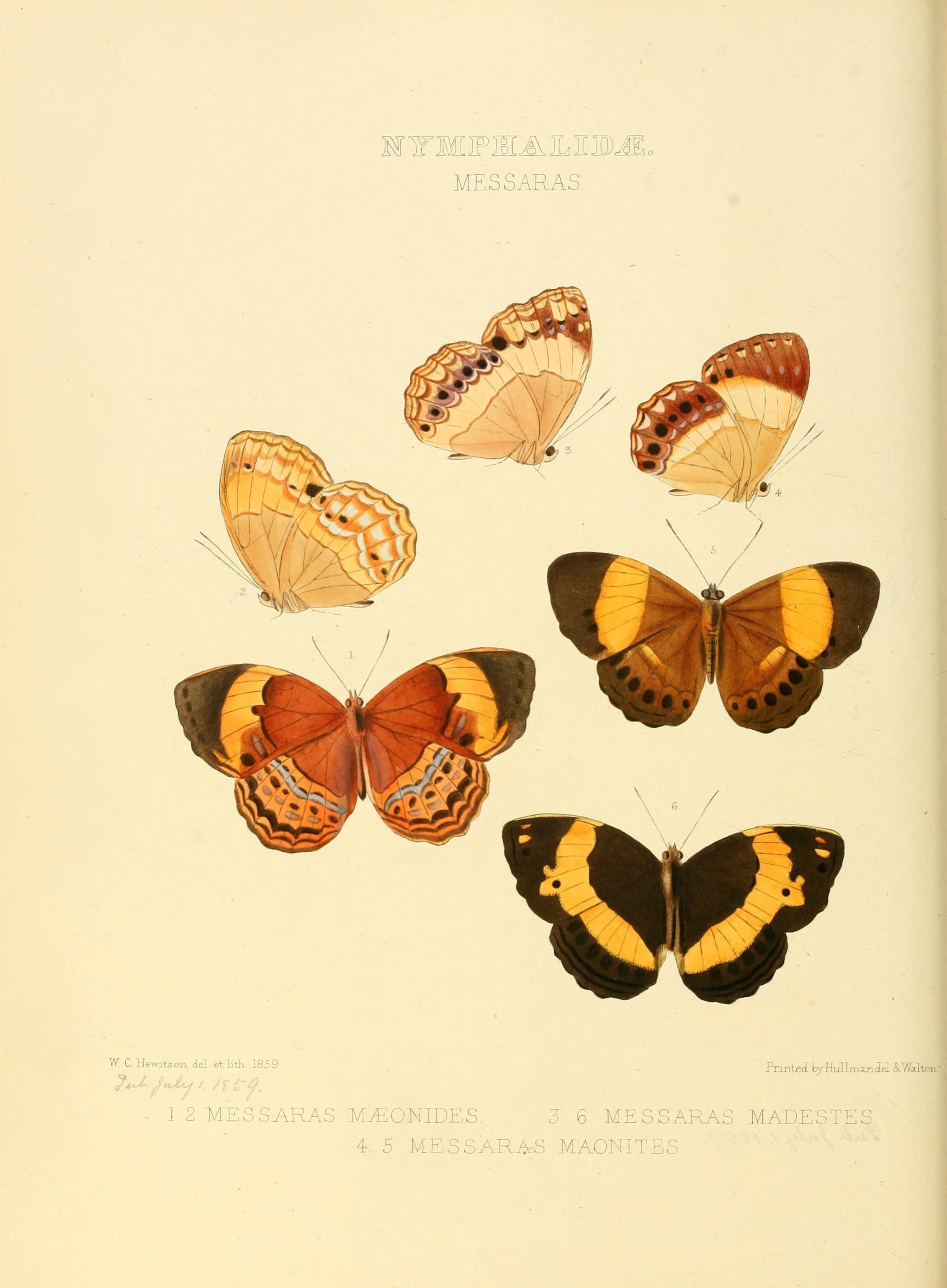 Illustrations of new species of exotic butterflies (Nymphalidae- Messara) (7636759140)