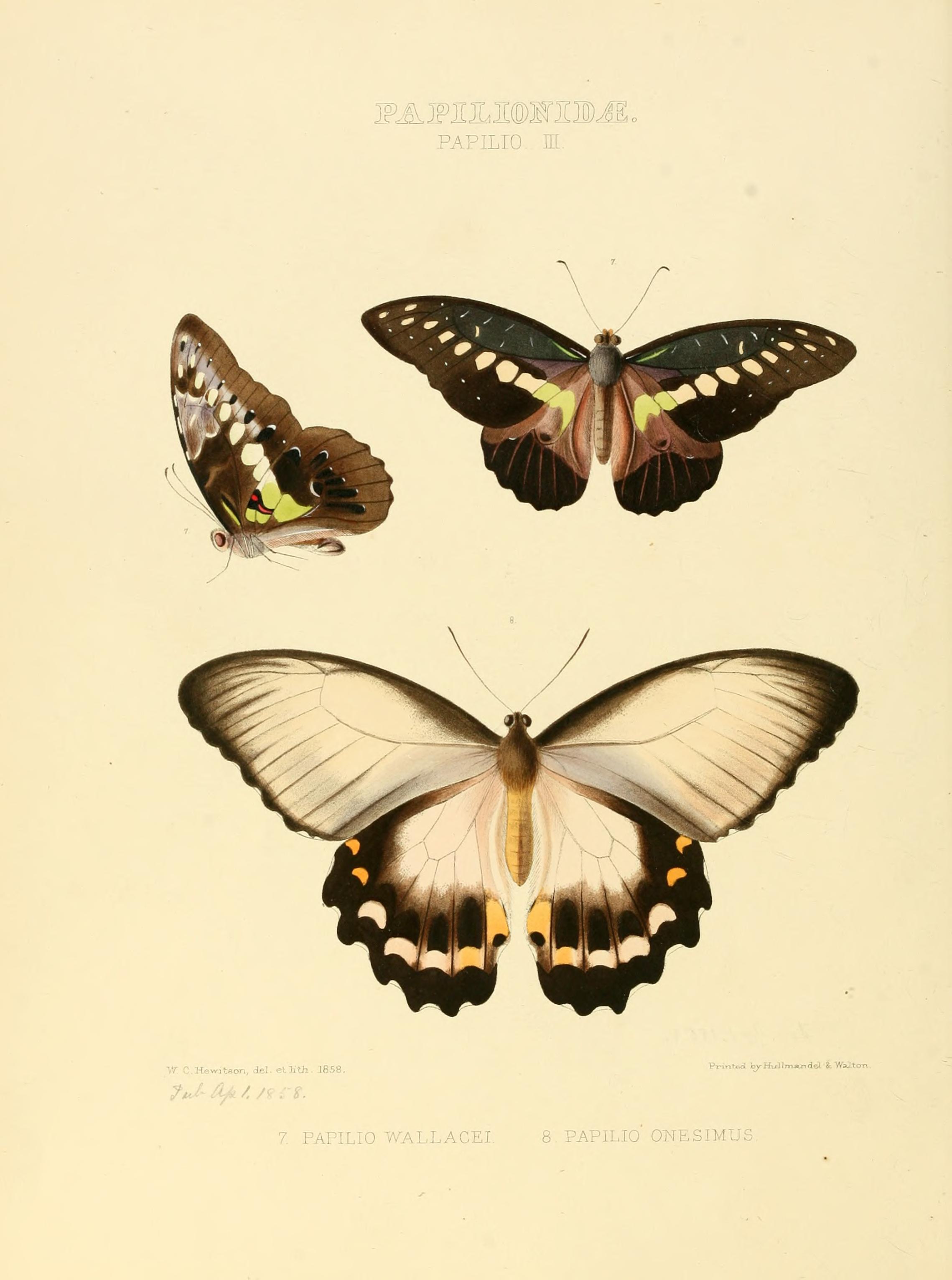 Illustrations of new species of exotic butterflies (Papilionidae- Papili III) BHL12839831