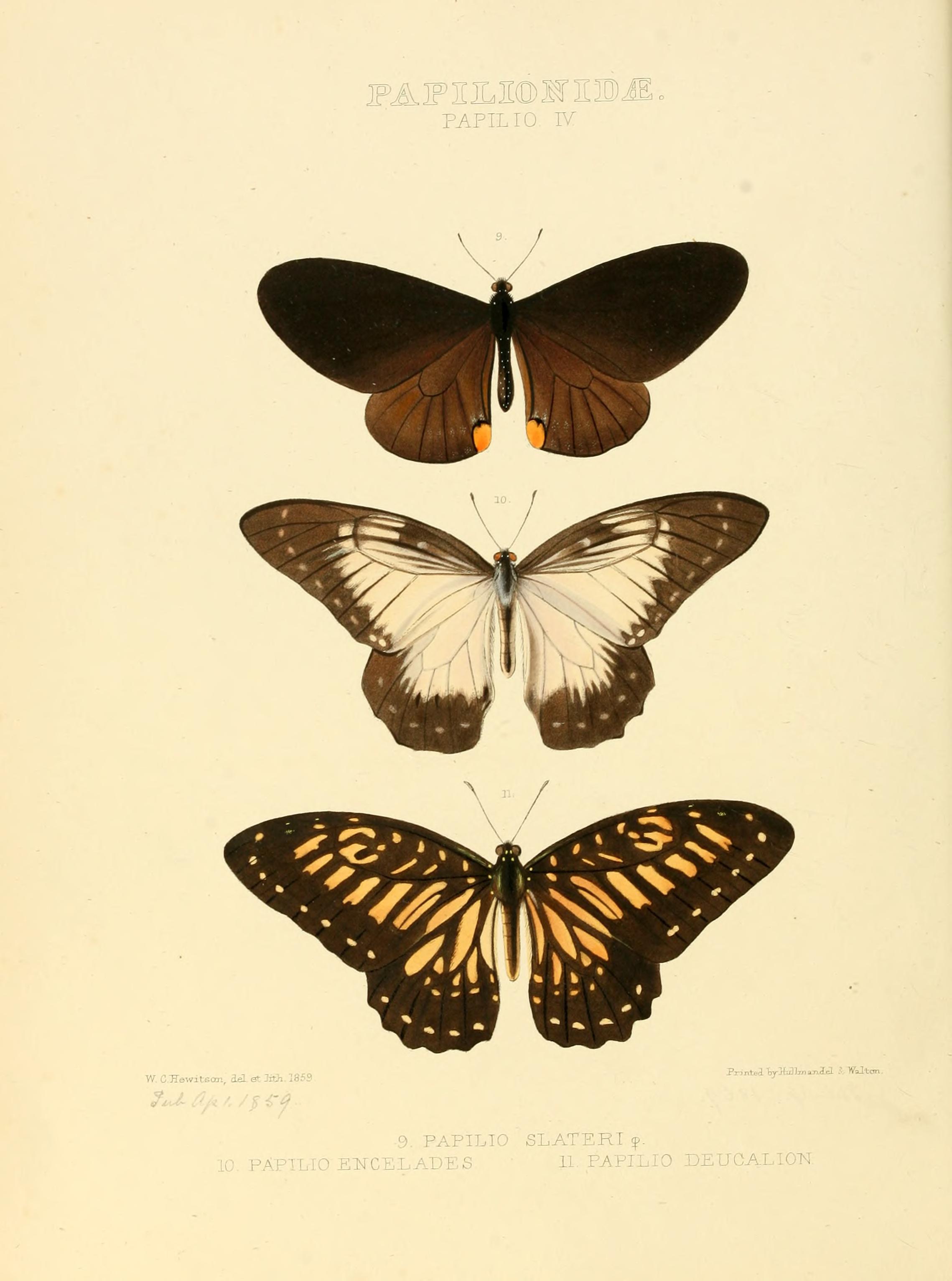 Illustrations of new species of exotic butterflies (Papilionidae- Papili IV) BHL12839799