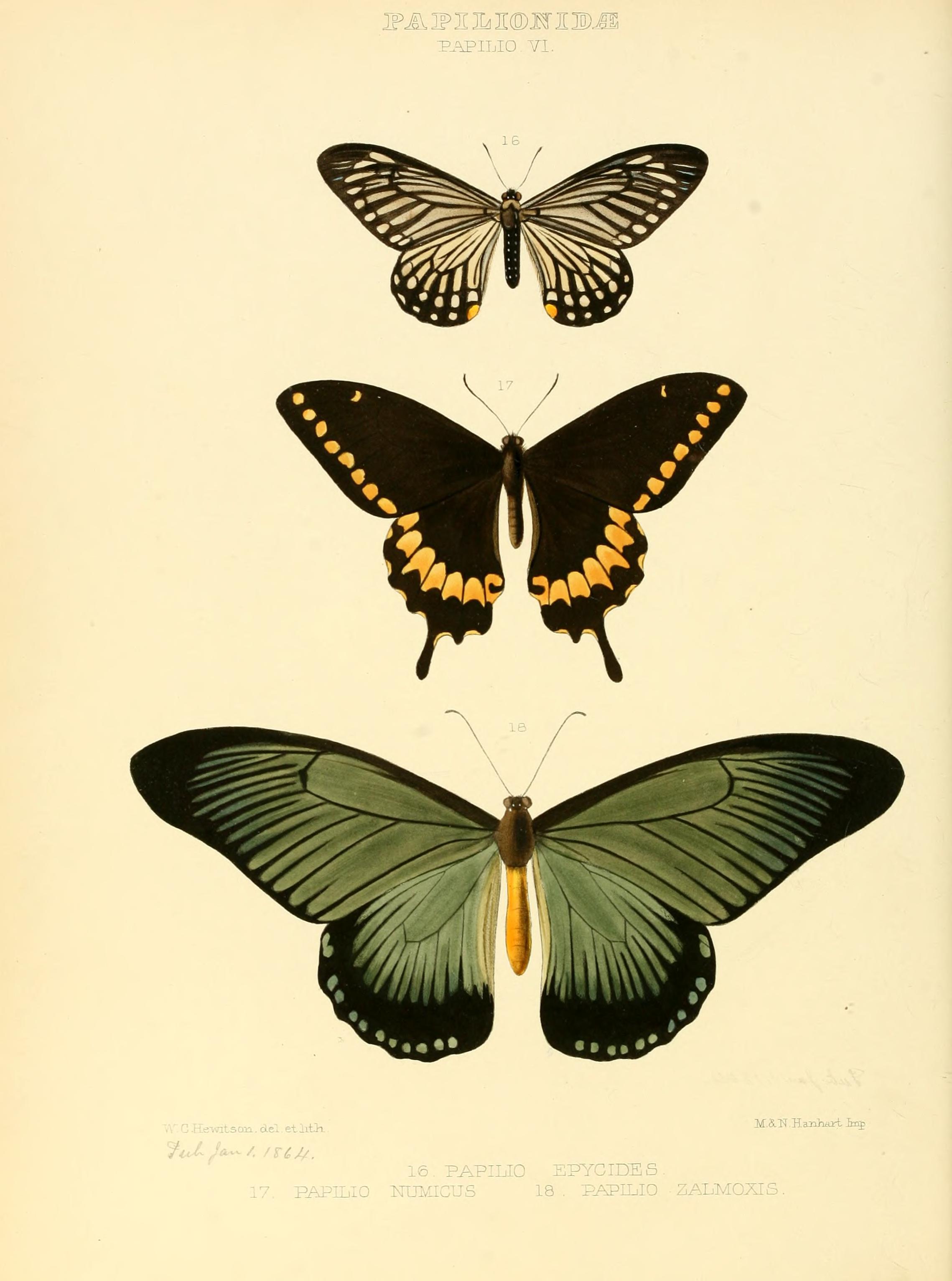 Illustrations of new species of exotic butterflies (Papilionidae- Papili VI) BHL12839807