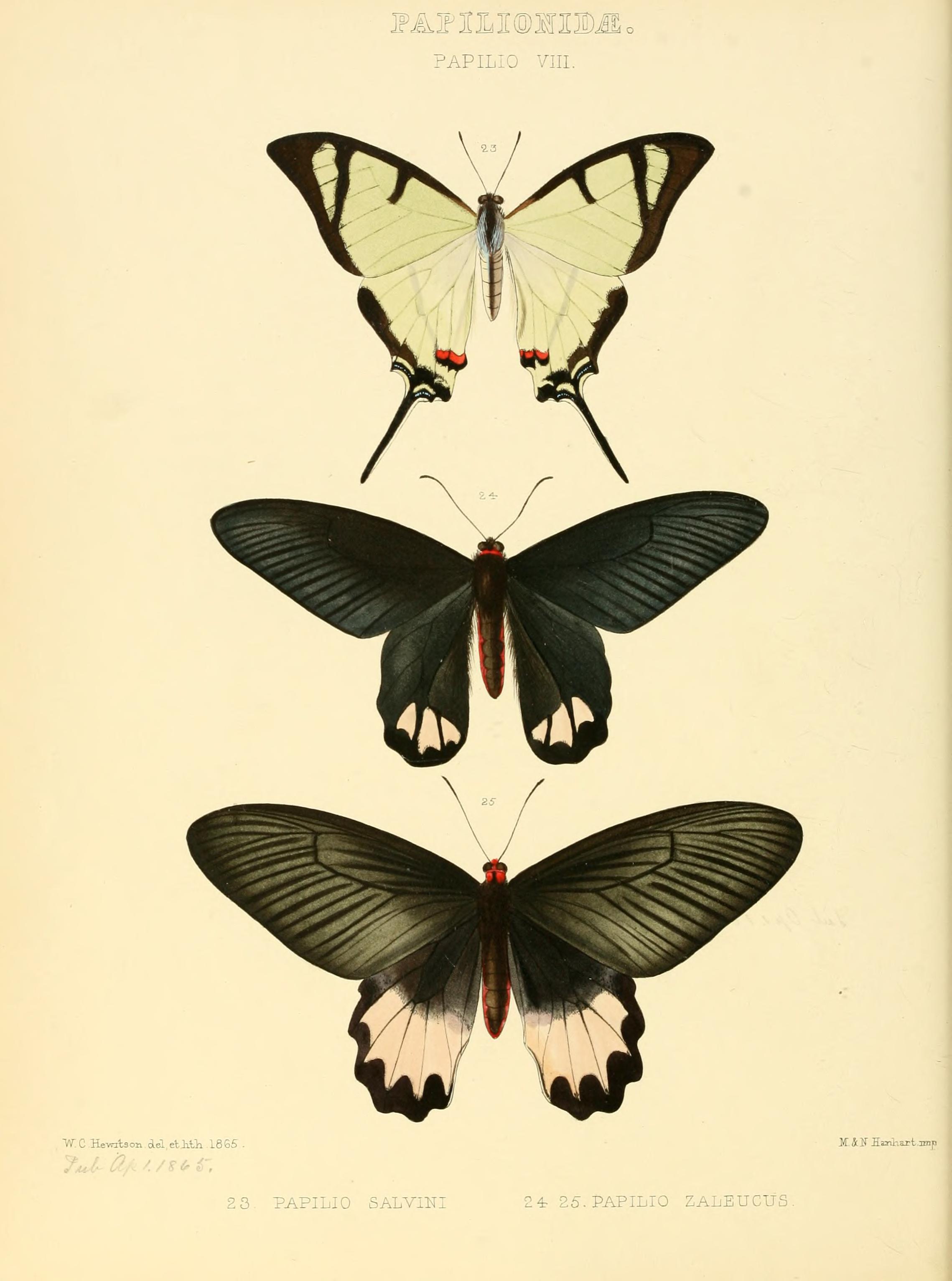 Illustrations of new species of exotic butterflies (Papilionidae- Papili VIII) BHL12839815