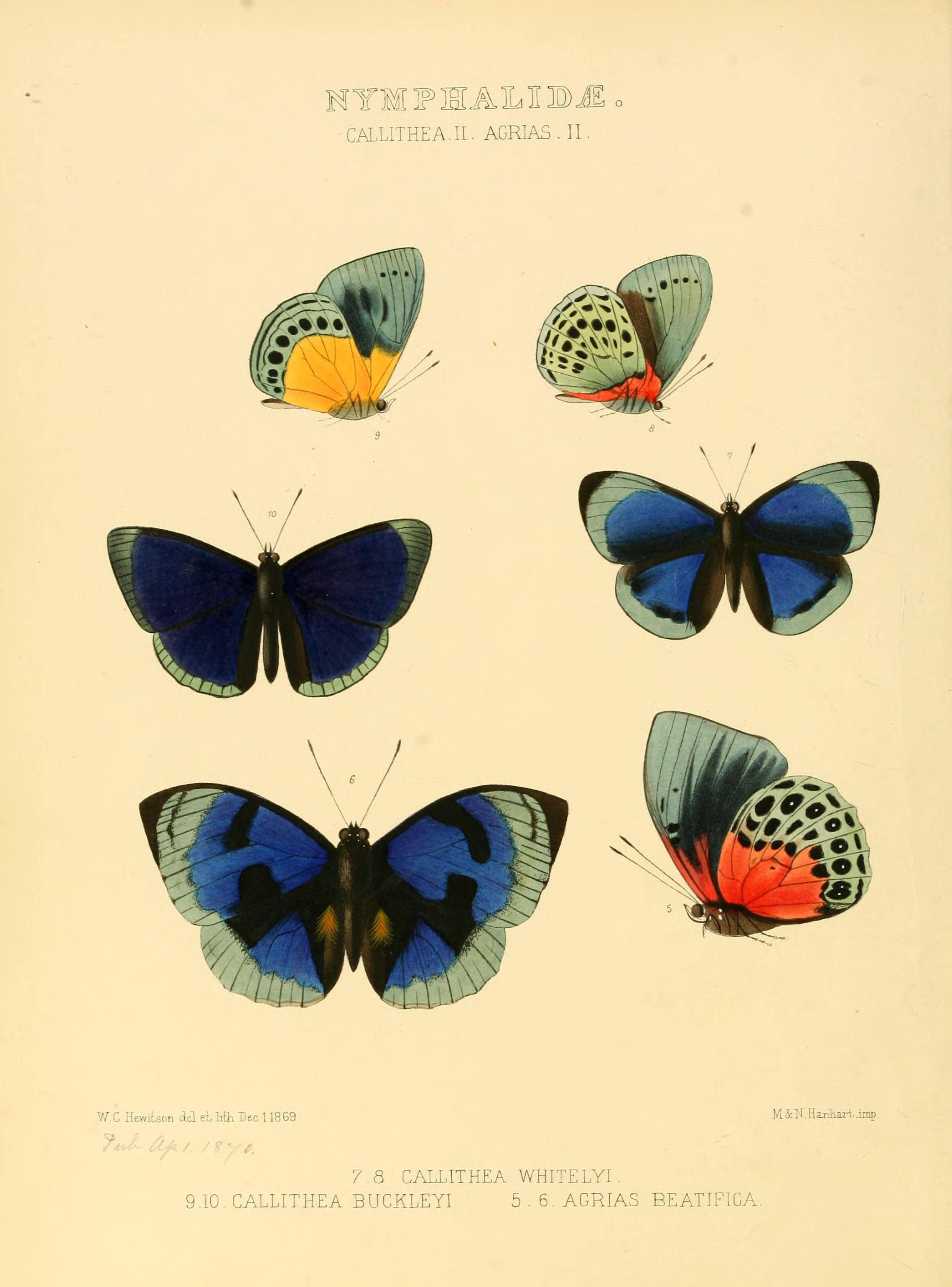 Illustrations of new species of exotic butterflies Callithea II & Agrias II