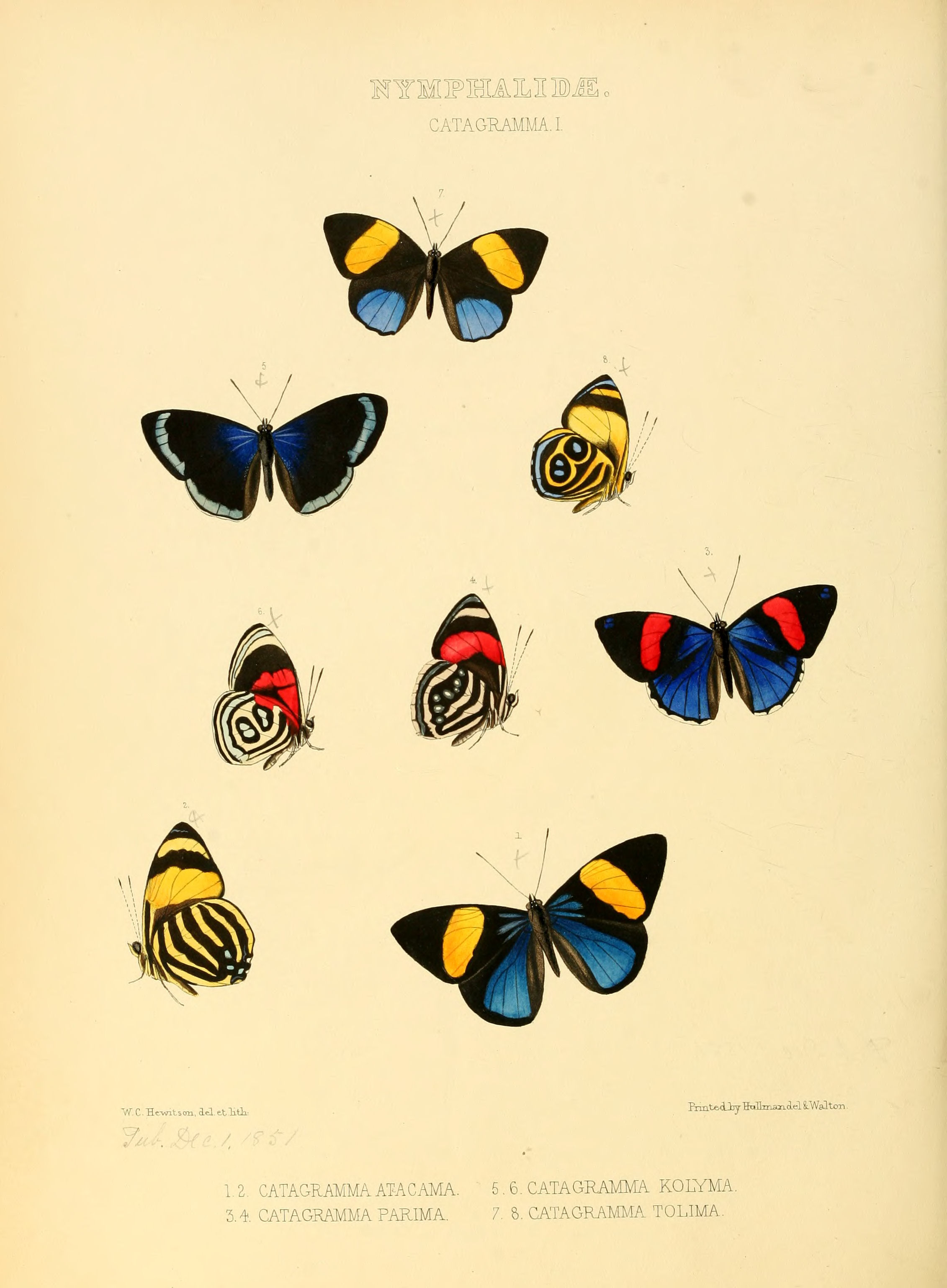 Illustrations of new species of exotic butterflies Catagramma I