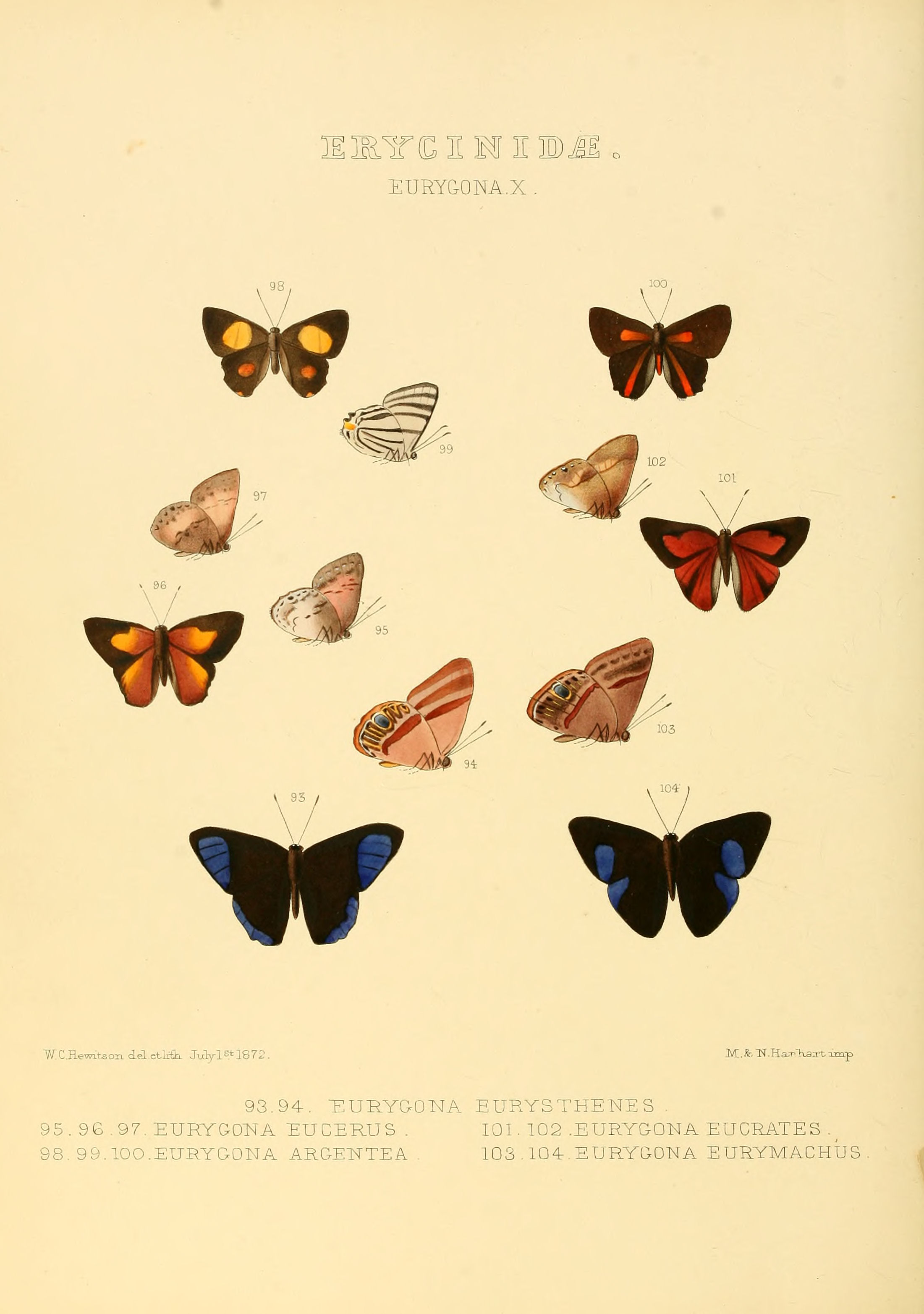 Illustrations of new species of exotic butterflies Eurygona X
