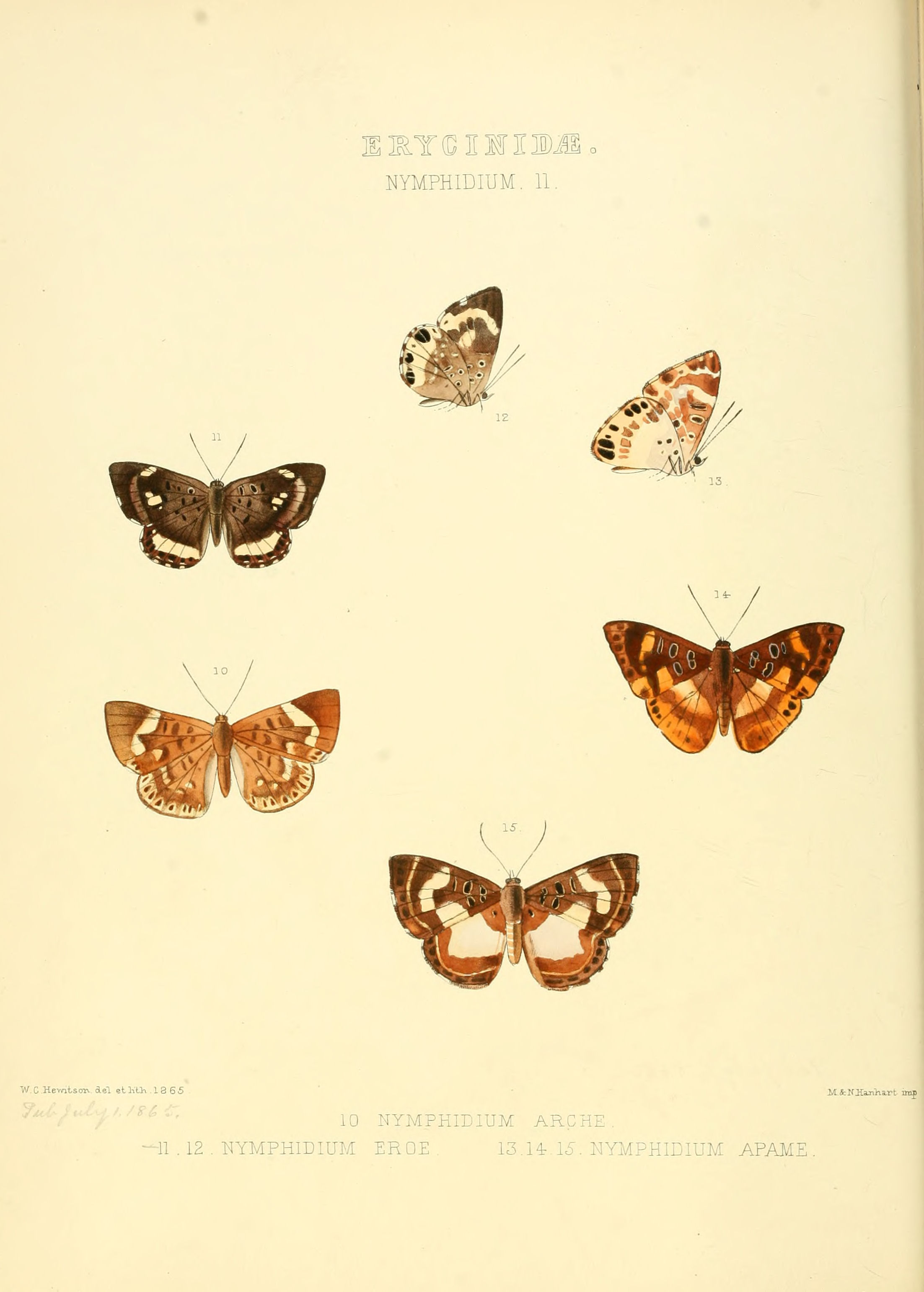 Illustrations of new species of exotic butterflies Nymphidium II