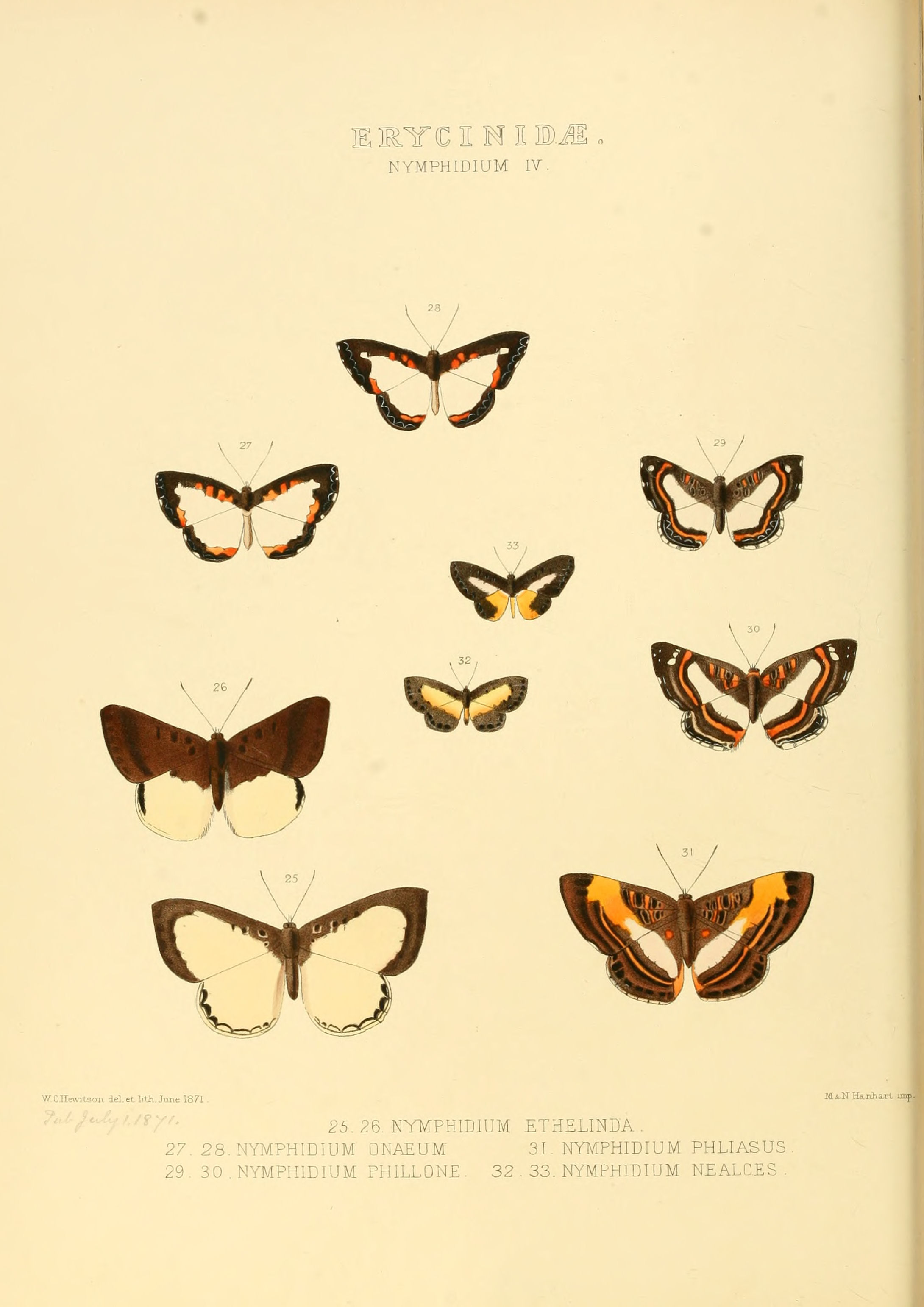 Illustrations of new species of exotic butterflies Nymphidium IV