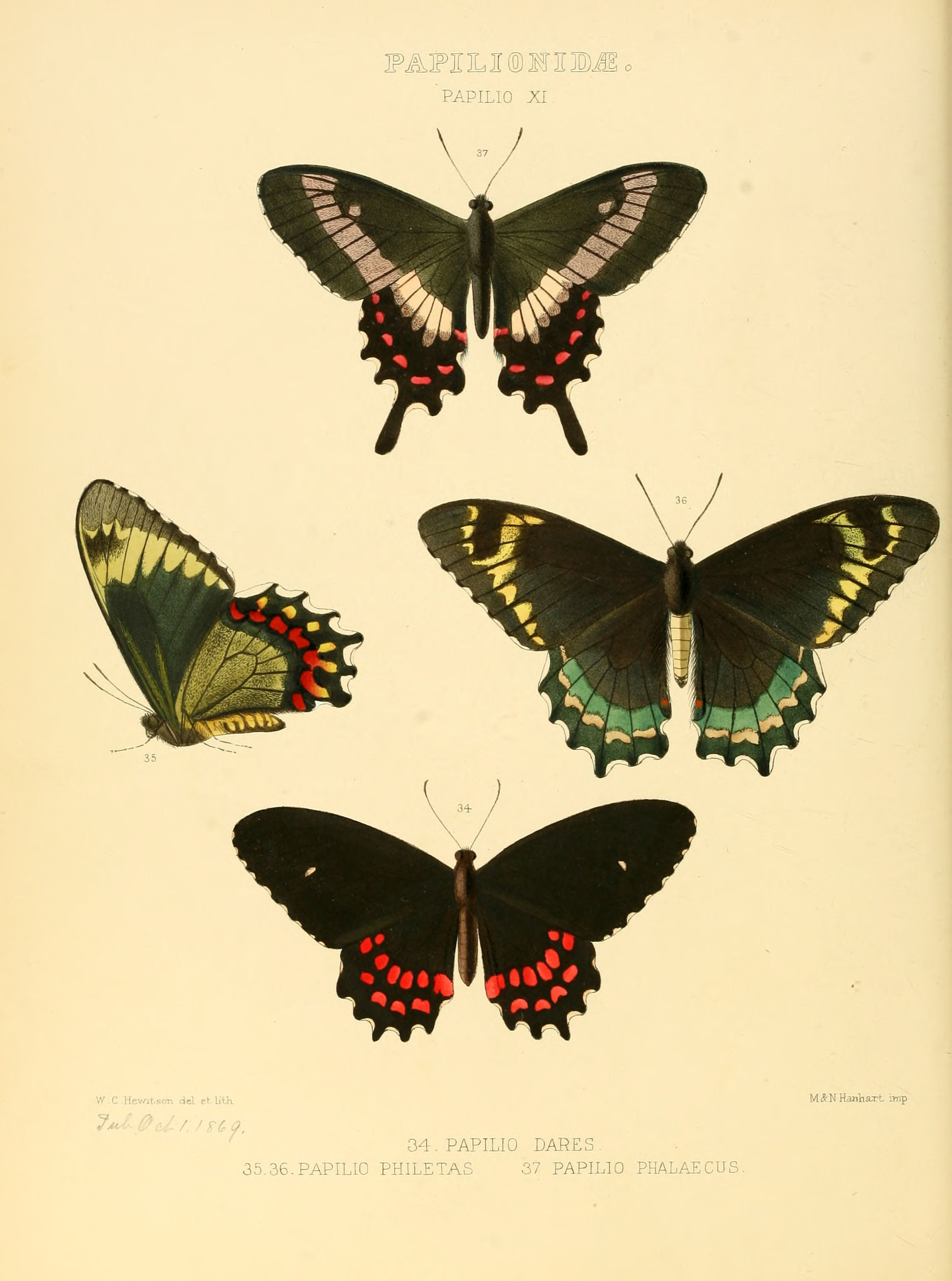 Illustrations of new species of exotic butterflies Papilio XI
