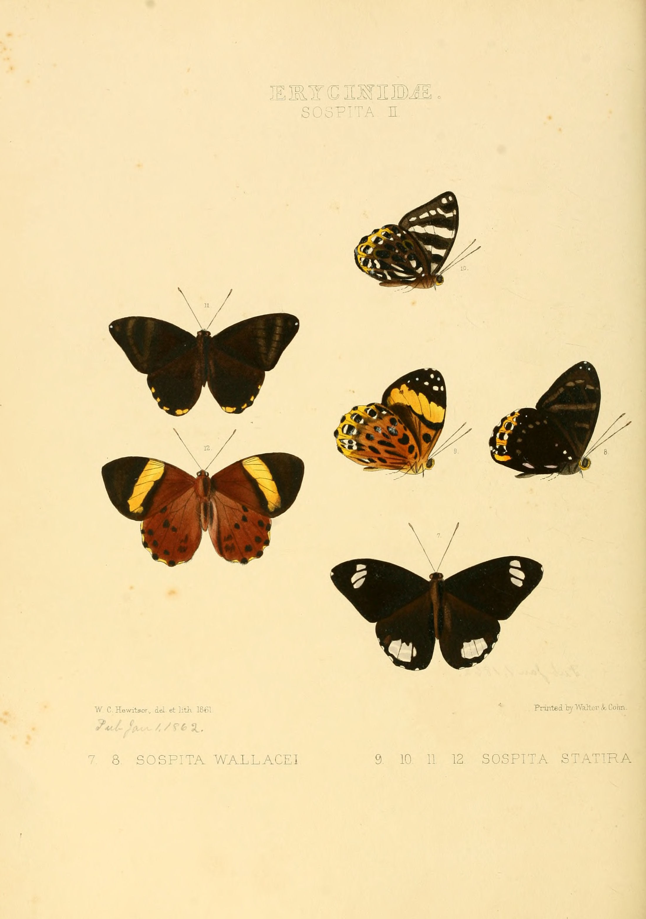 Illustrations of new species of exotic butterflies Sospita II
