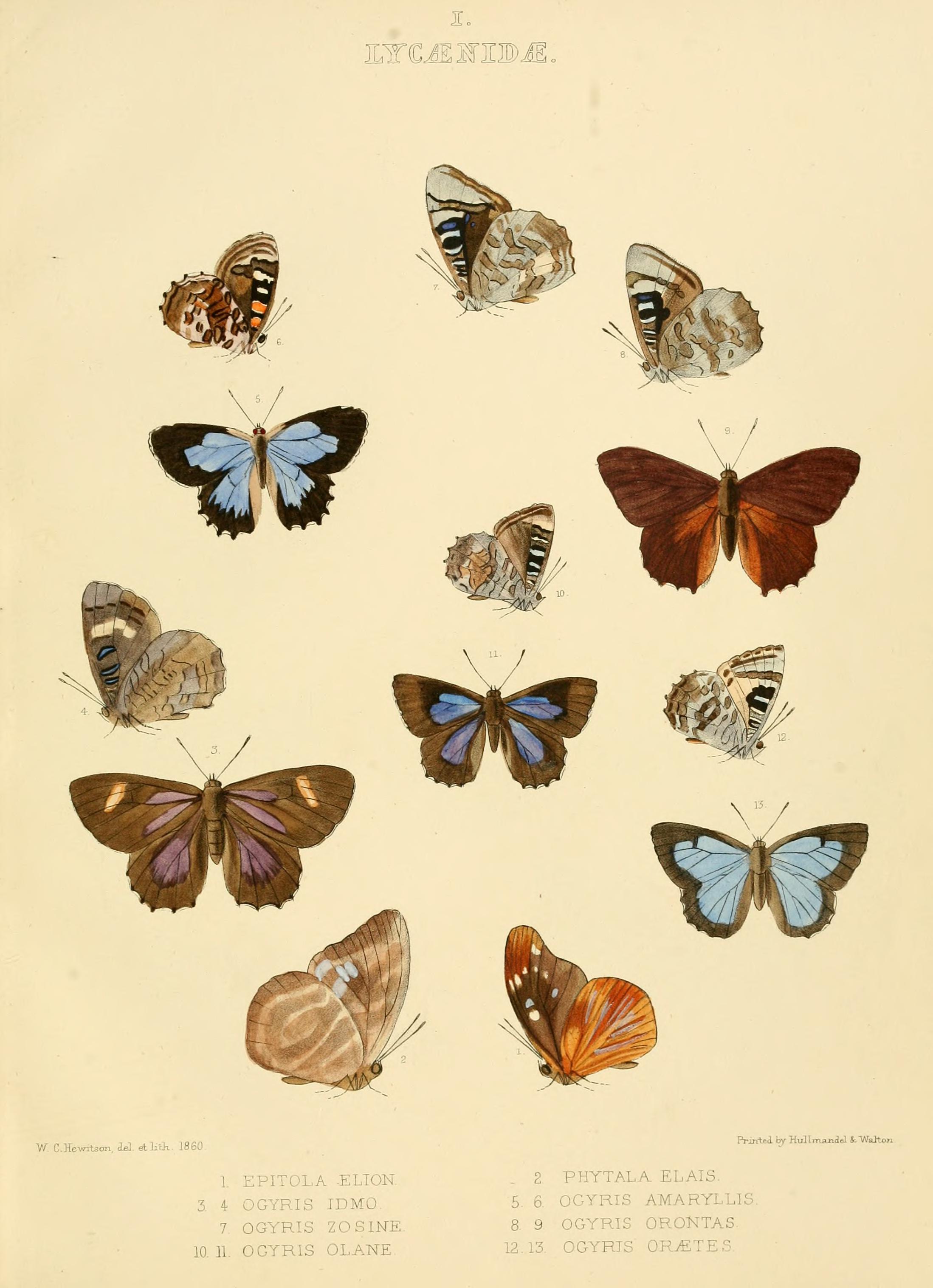 IllustrationsDiurnalLepidopteraPlate1
