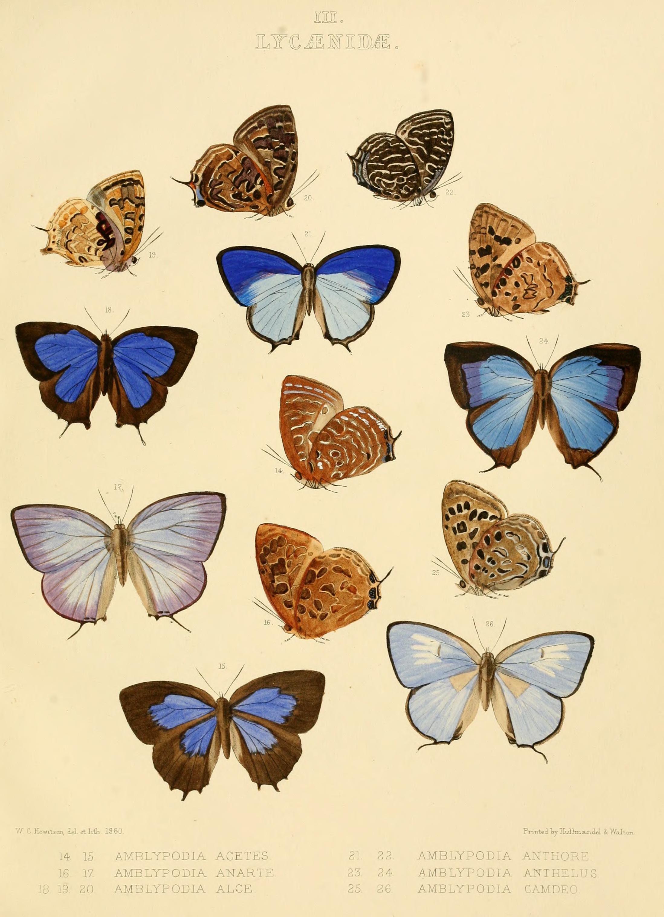 IllustrationsDiurnalLepidopteraPlate 3