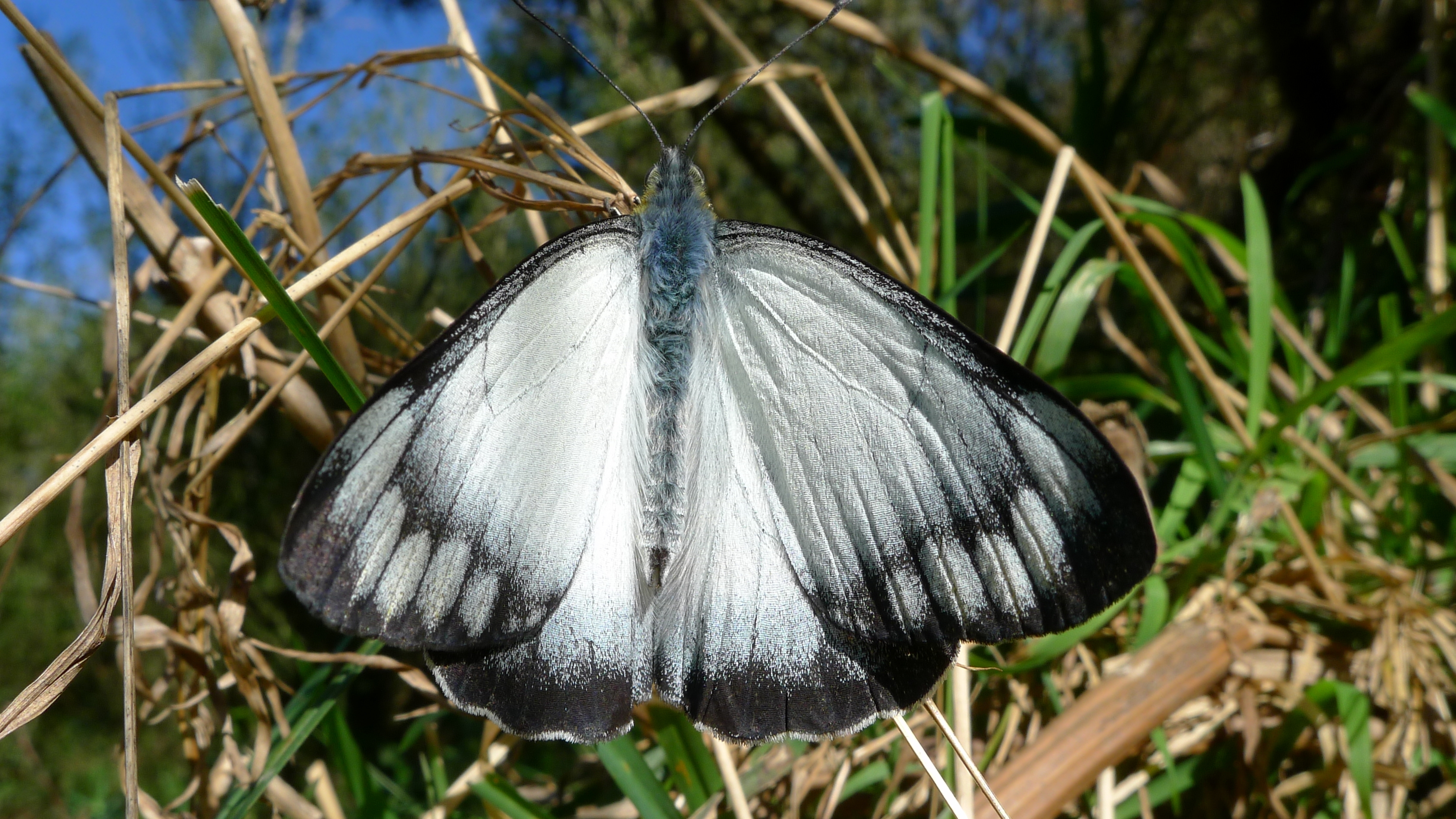 Imperial Jezebel male upperside (8009202909)