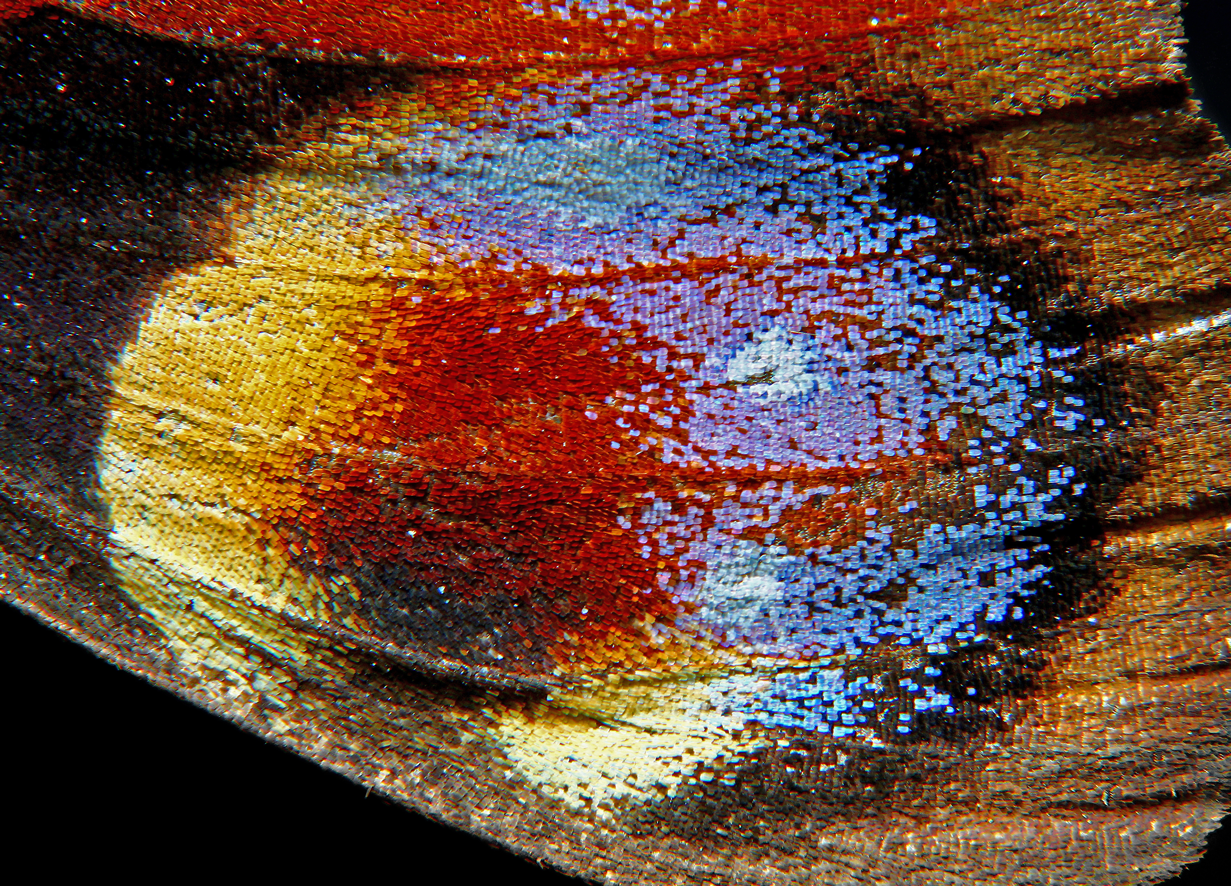 Inachis io - 001