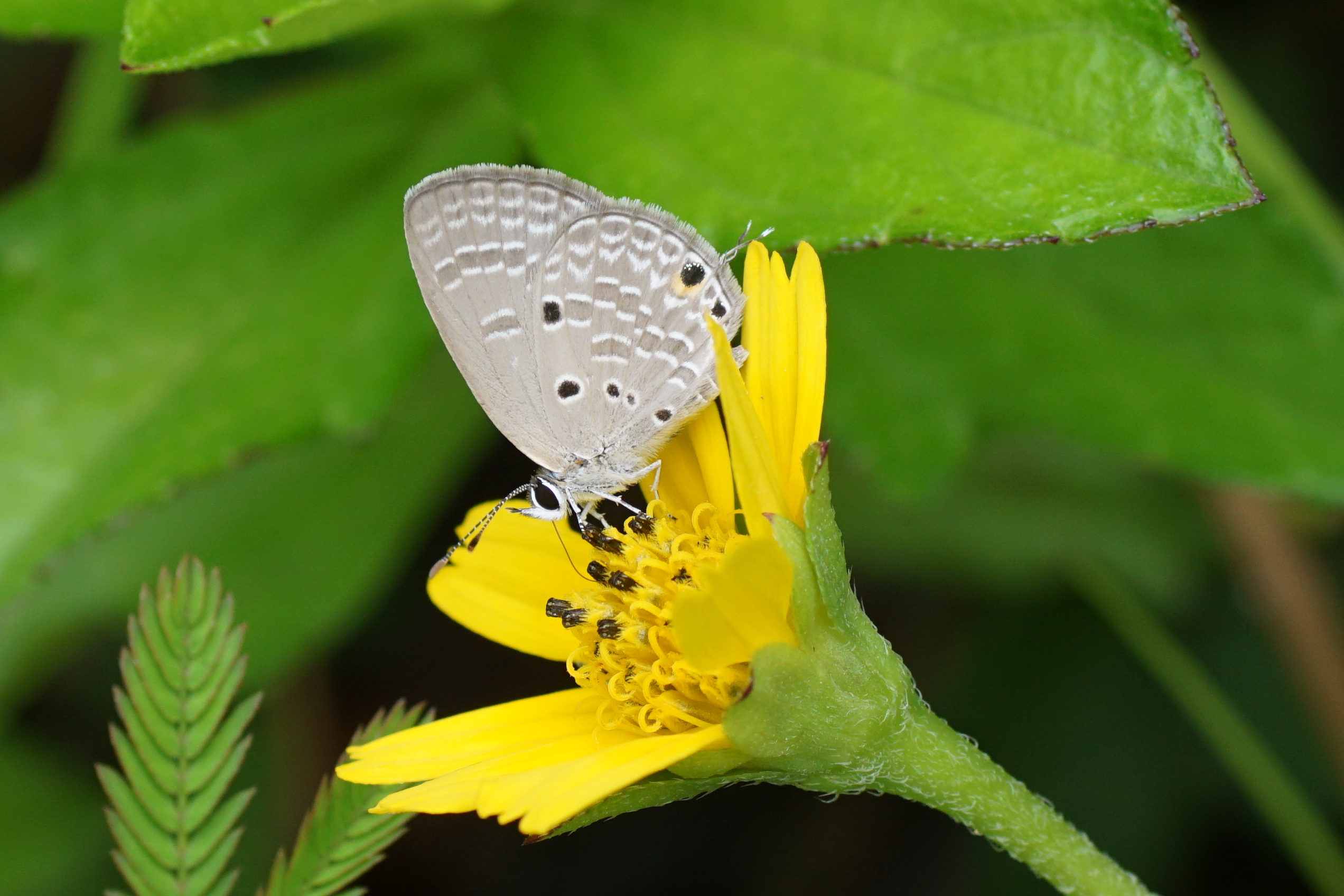 Insect 00531