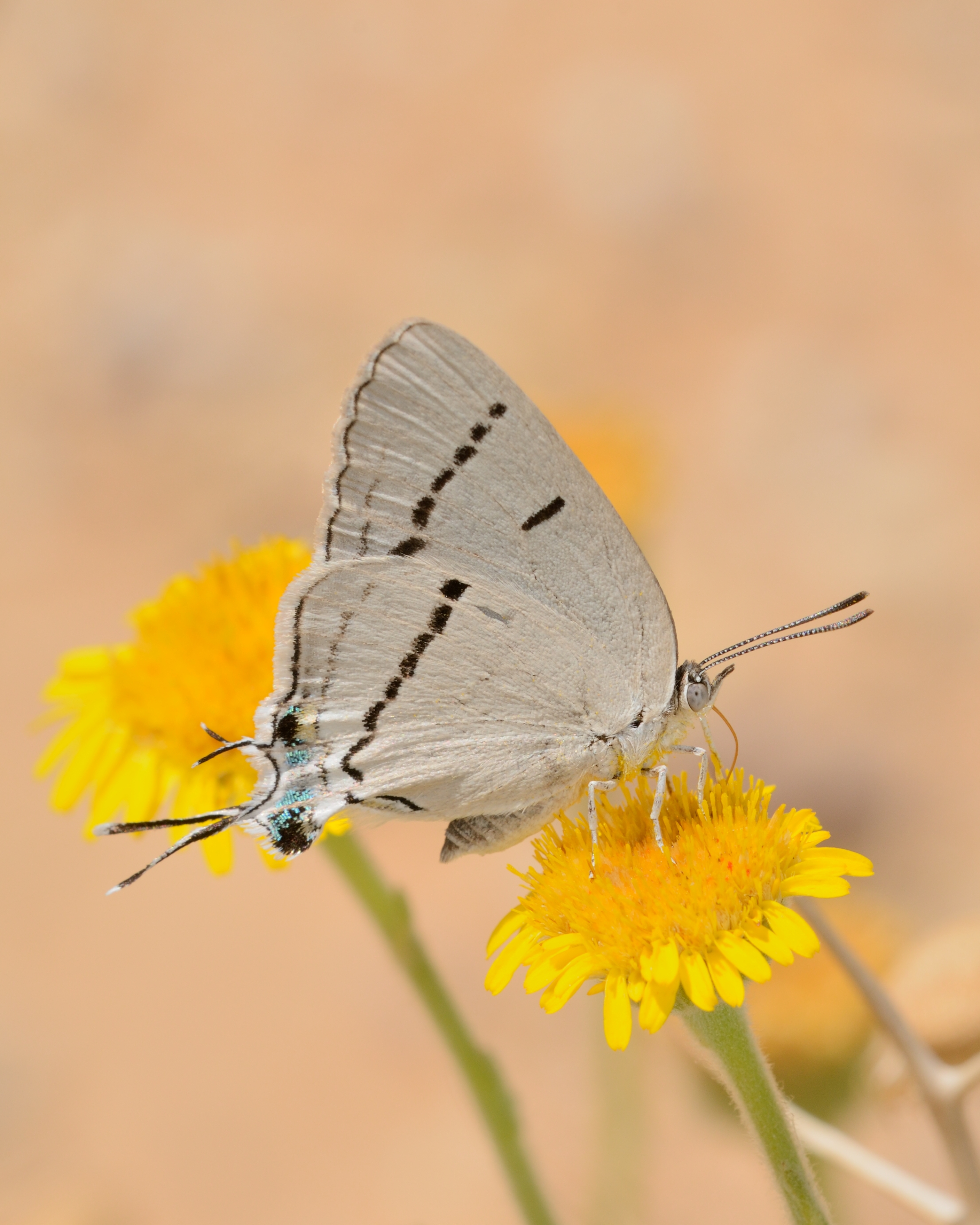 Iolaus glaucus 1