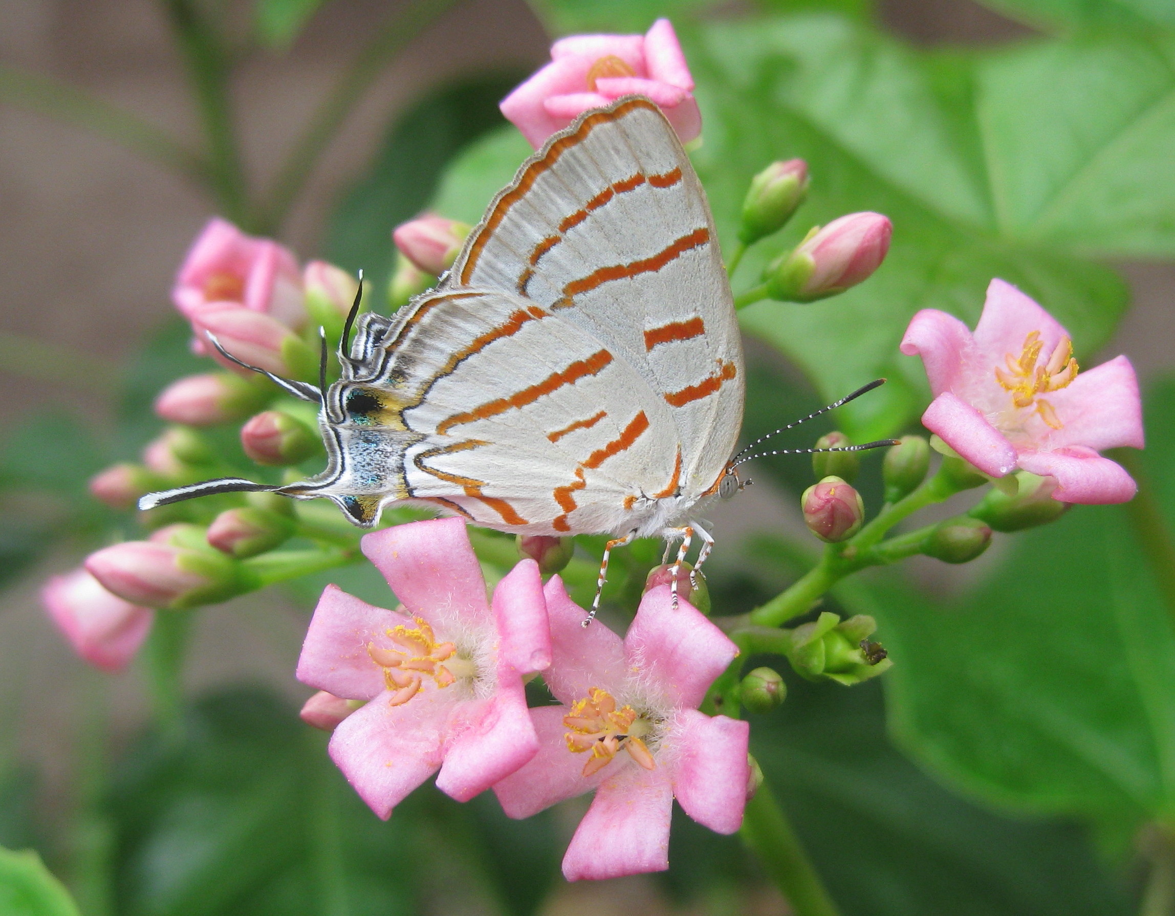 Iolaus on pink Jatropha (5441673910)