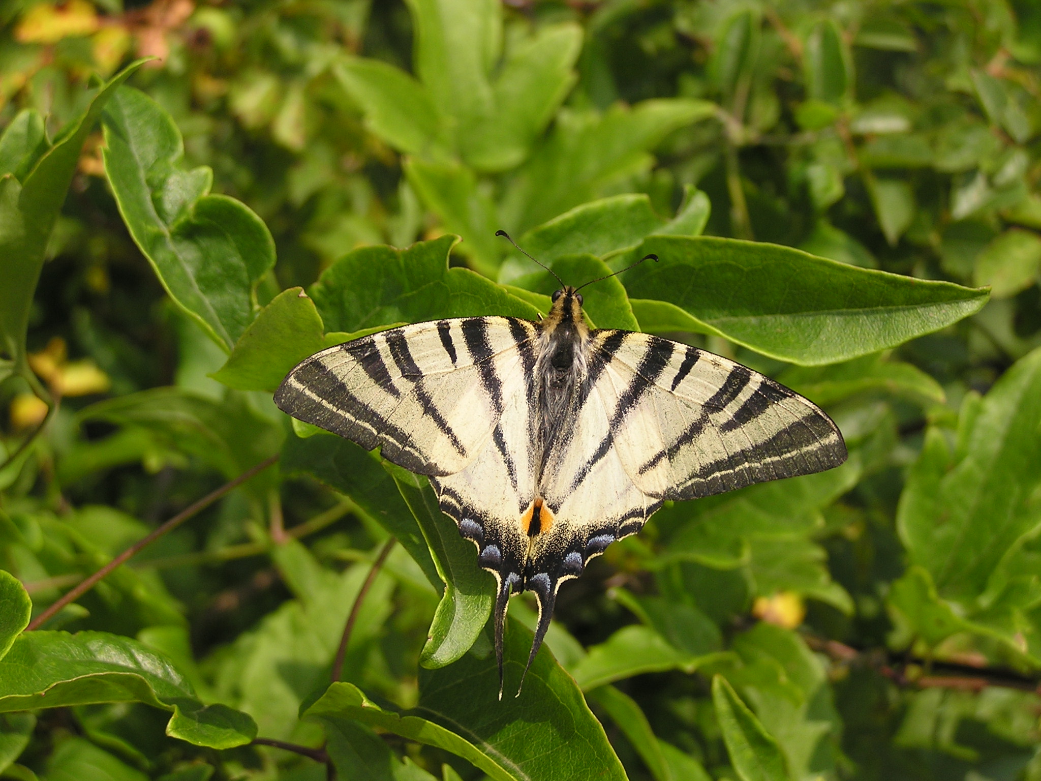 Iphiclides podalirius in Crimea
