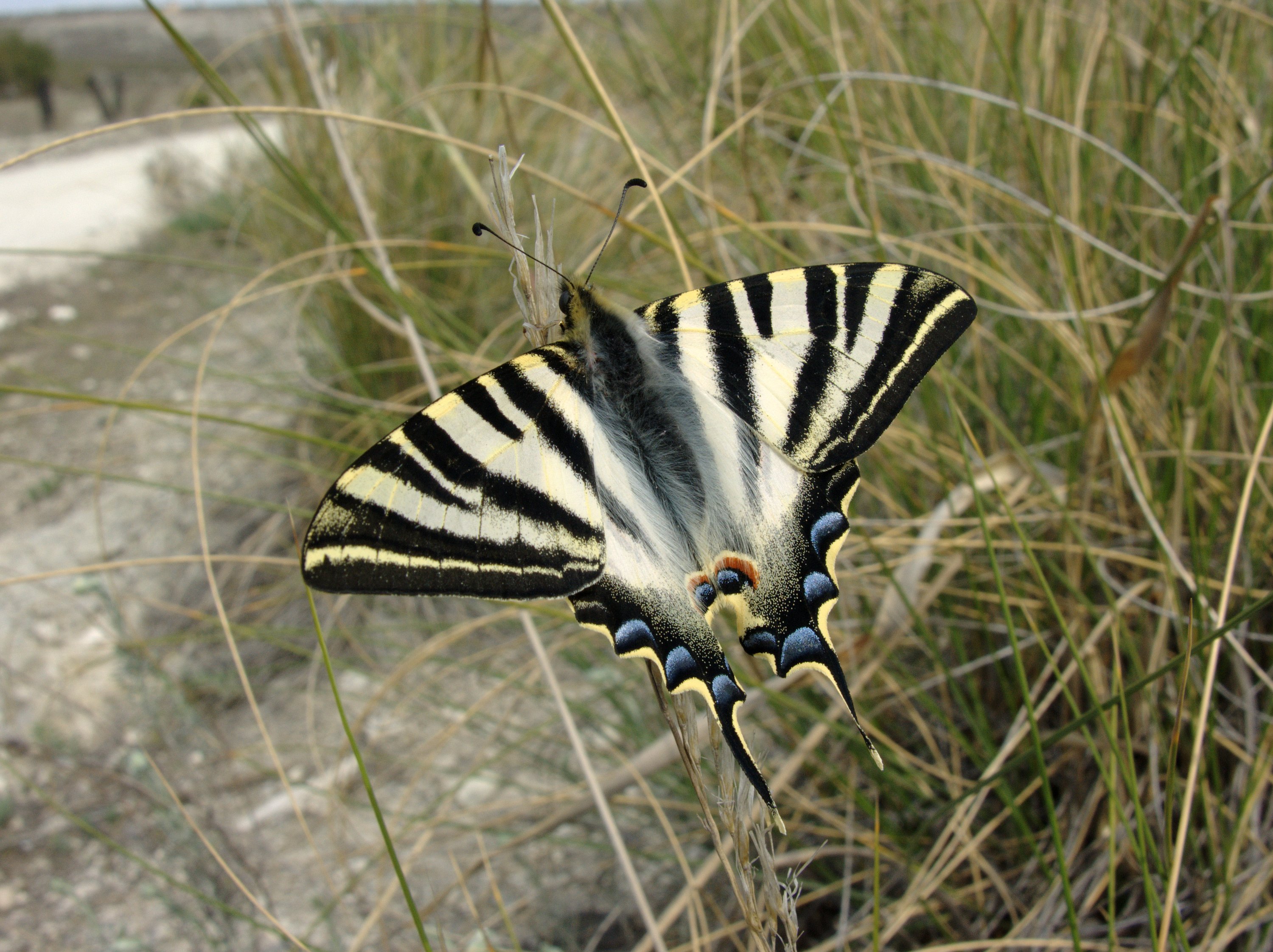 Iphiclides podalirius M 1