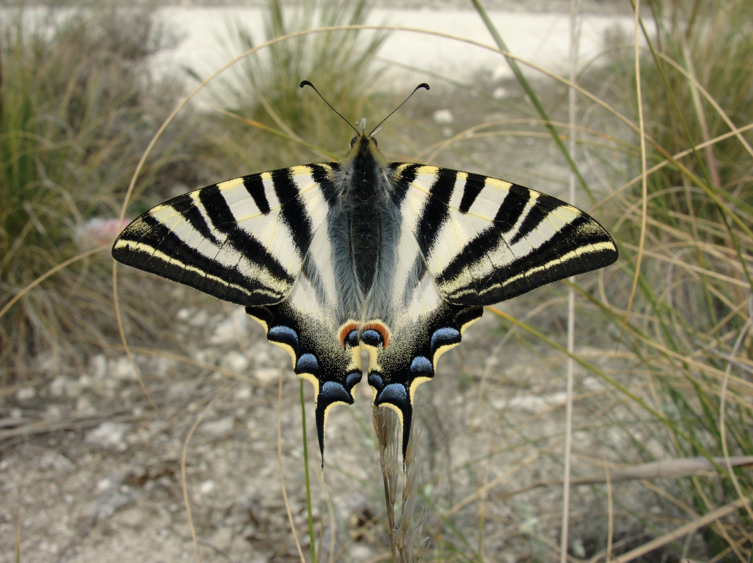 Iphiclides podalirius M 2