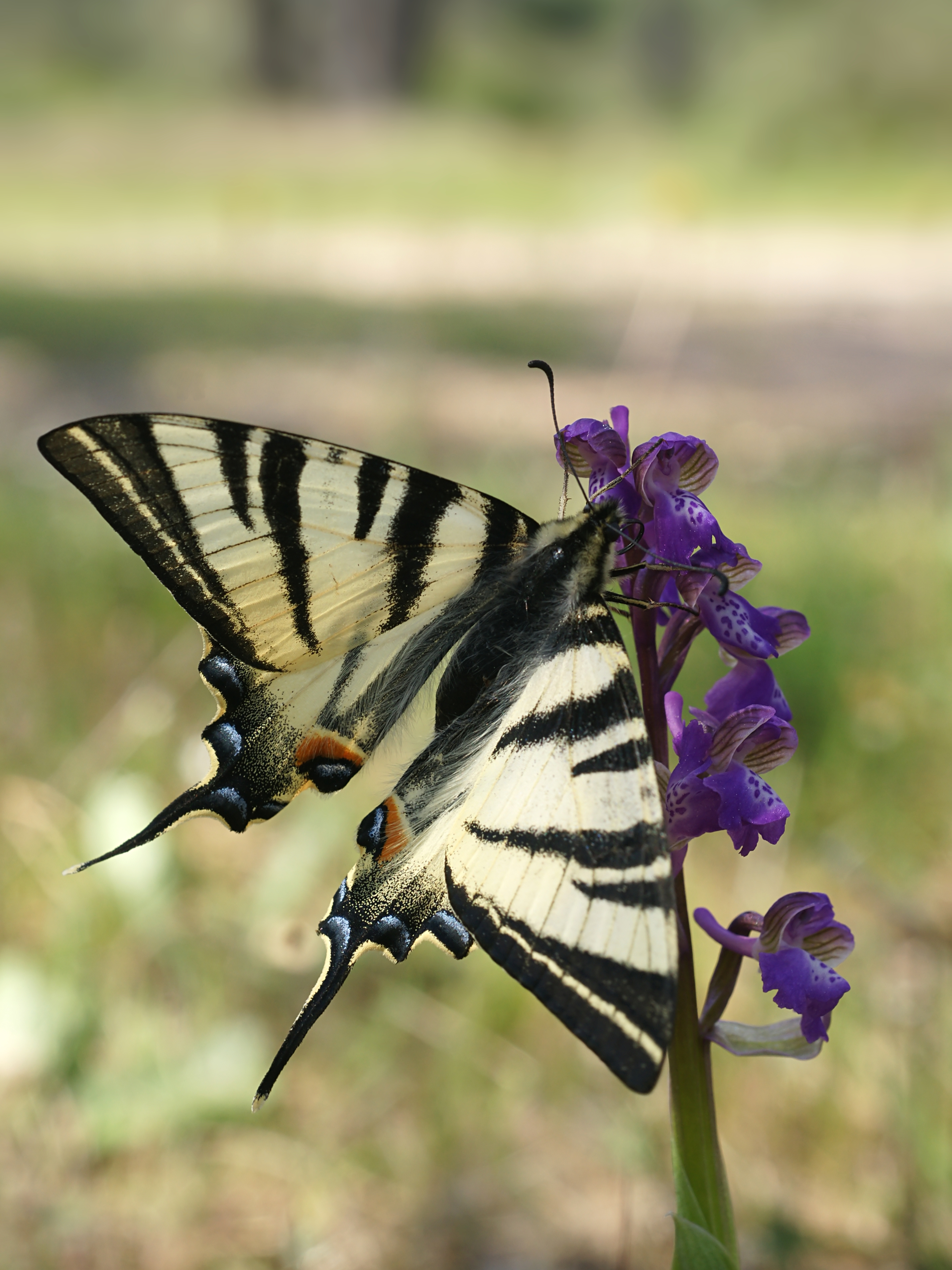 Iphiclides podalirius on Anacamptis morio