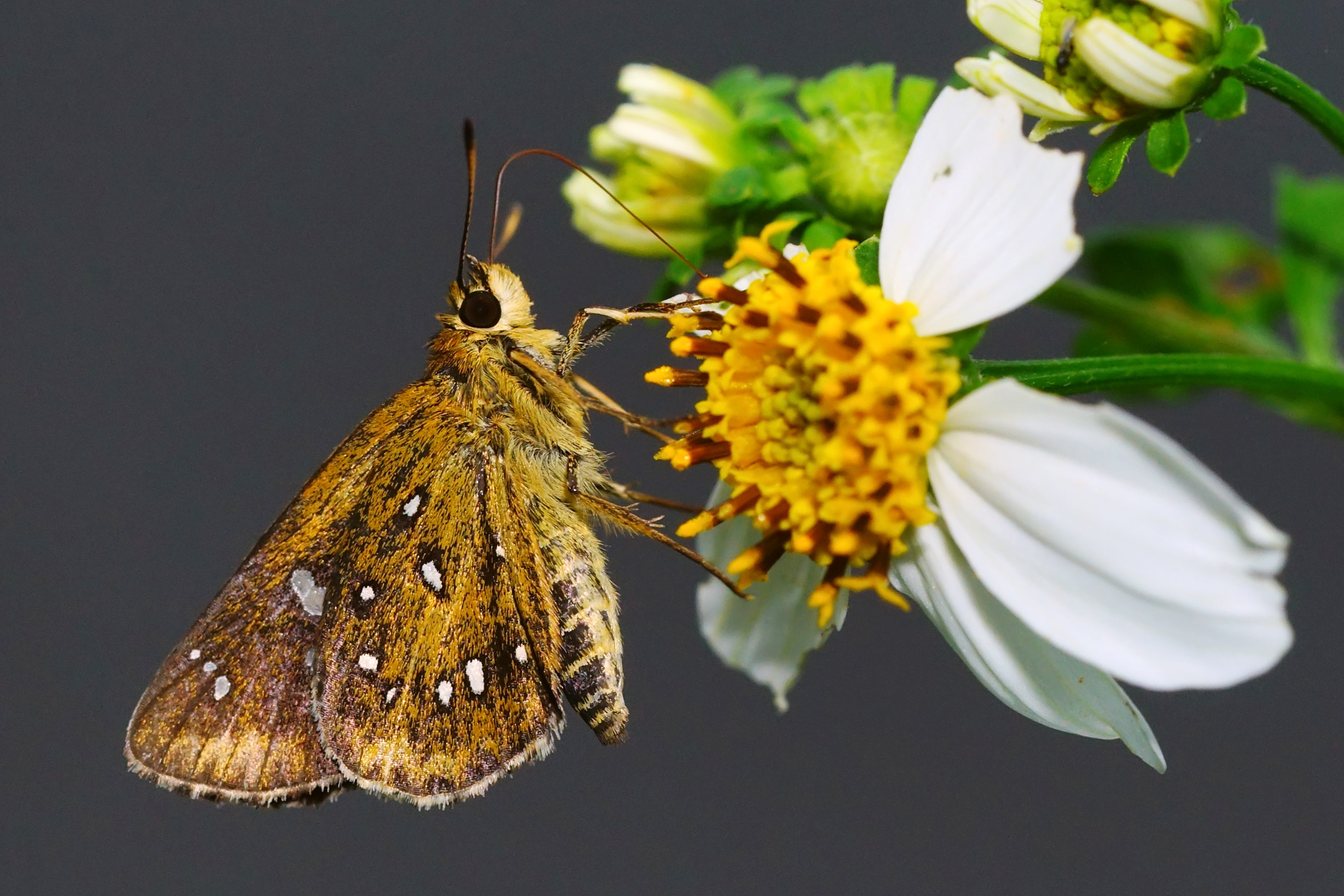 Isoteinon lamprospilus formosanus 20140525