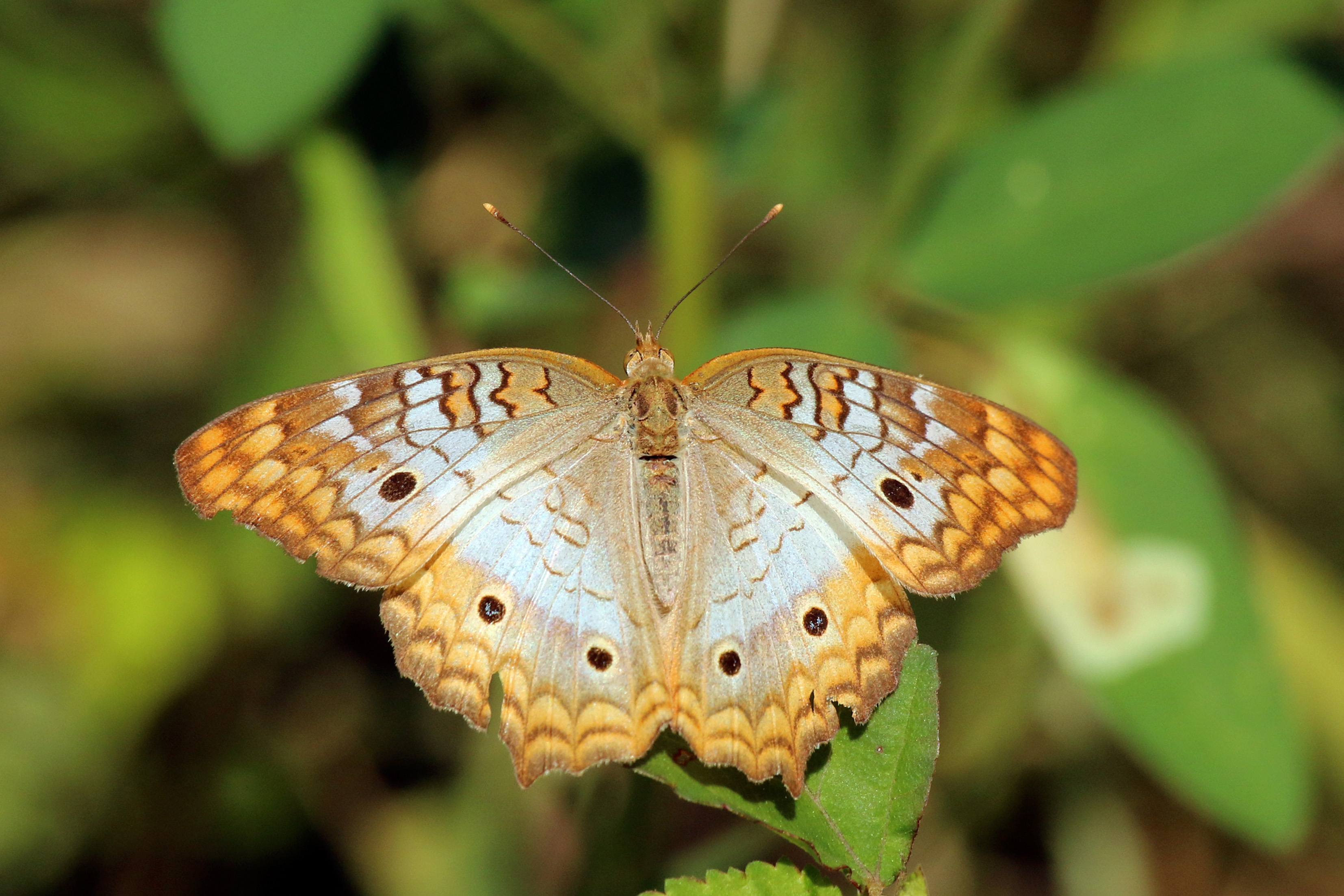 Jamaican white peacock (Anartia jatrophae jamaicensis) female