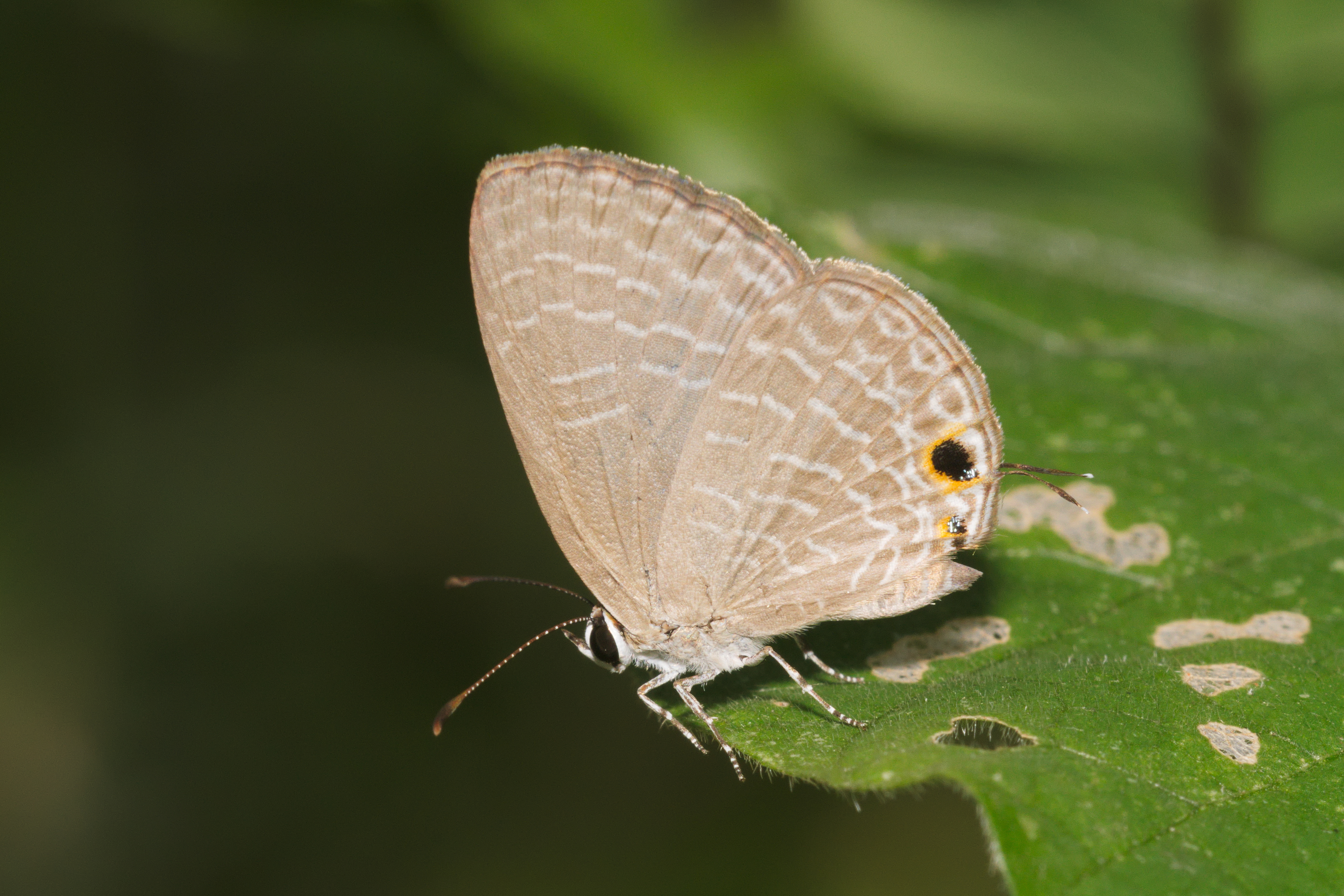 Jamides celeno-Kadavoor-2016-03-24-001