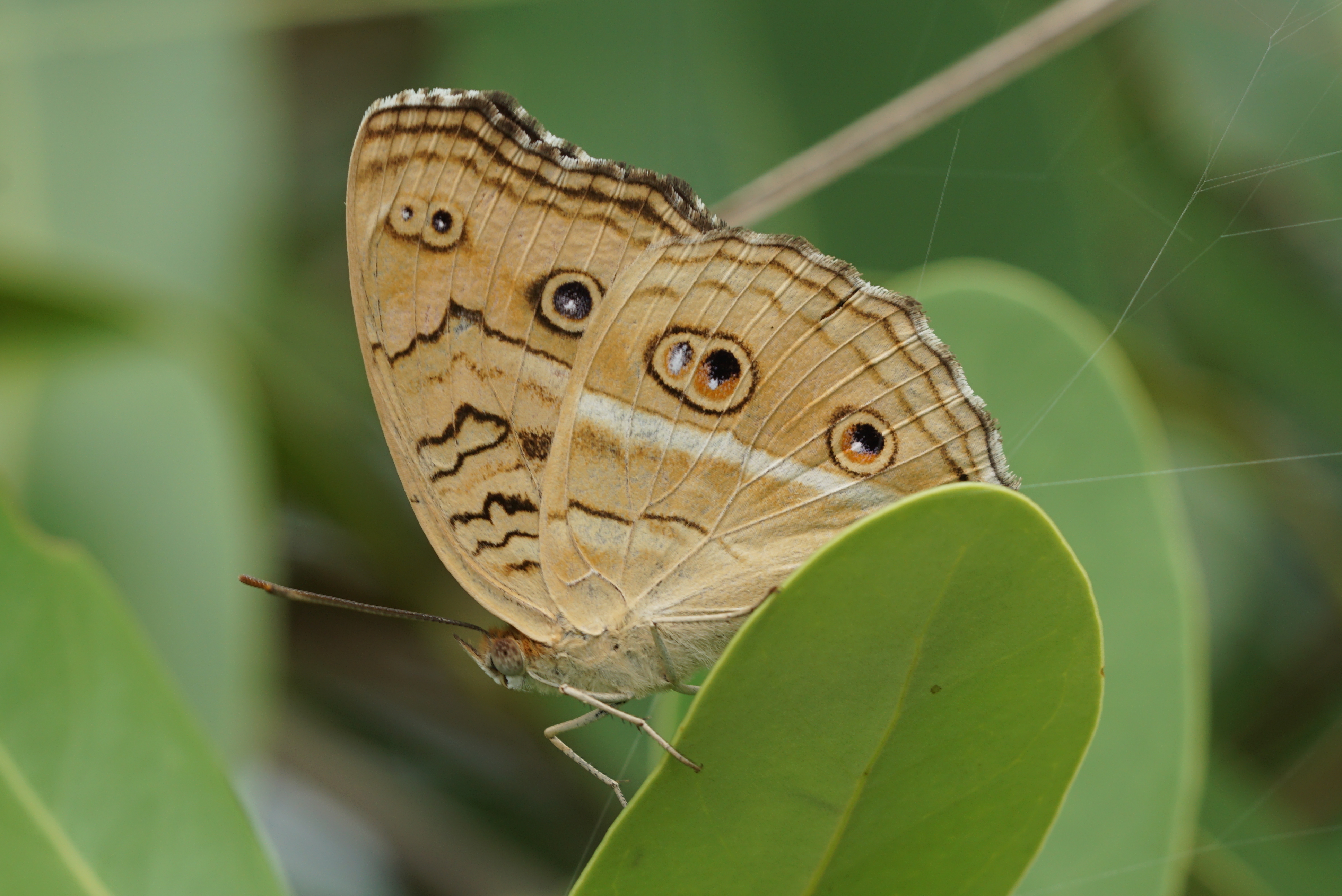 Junonia almana 02193