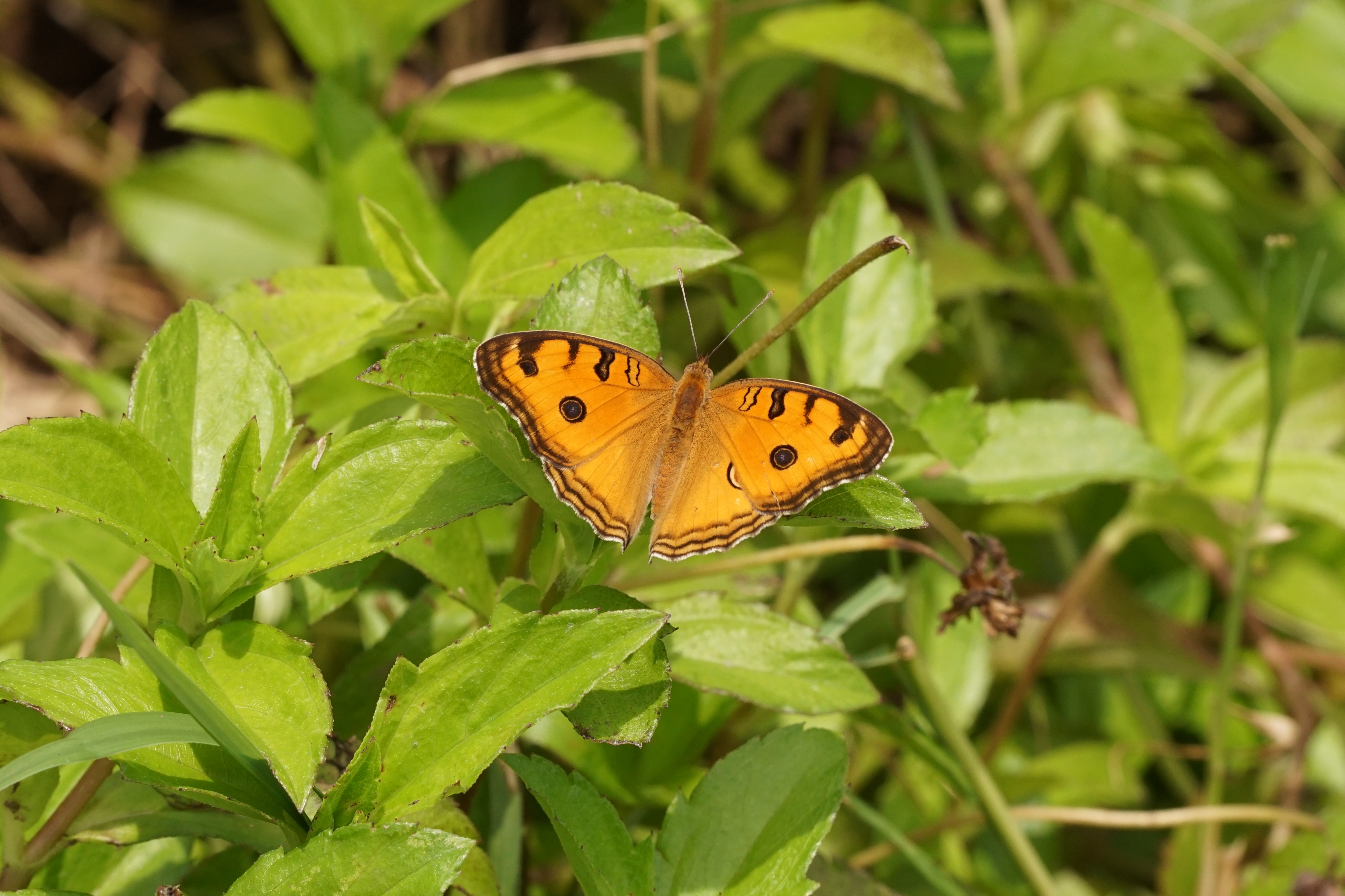 Junonia almana 04297