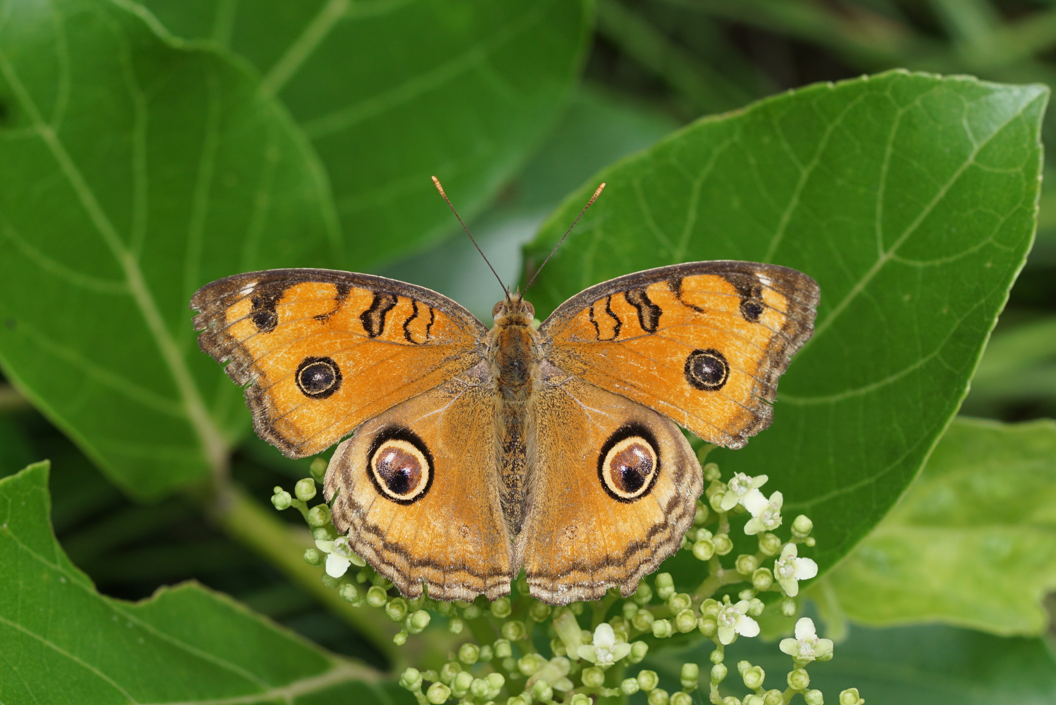 Junonia almana 07491