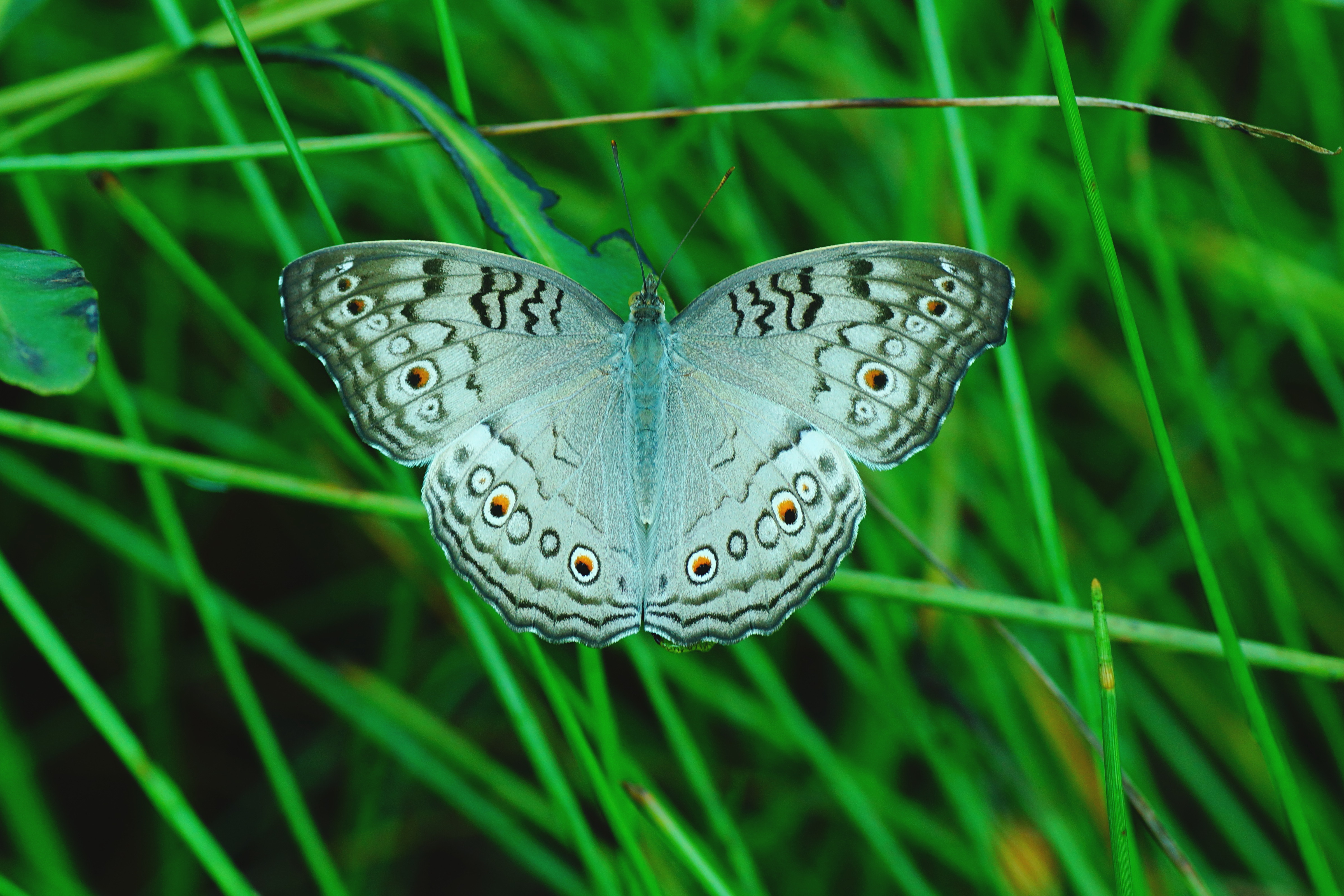 Junonia atlites1