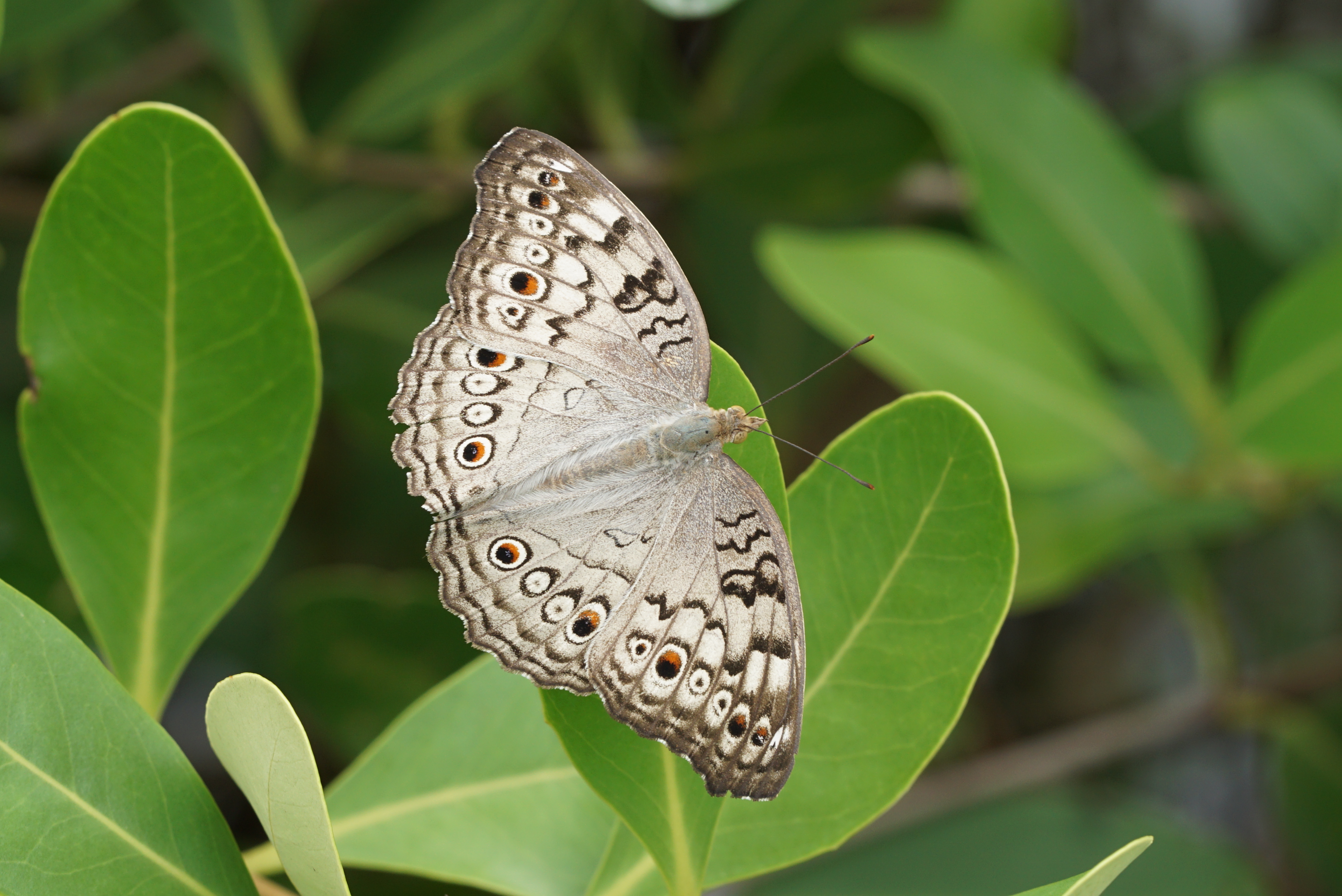 Junonia atlites 02181